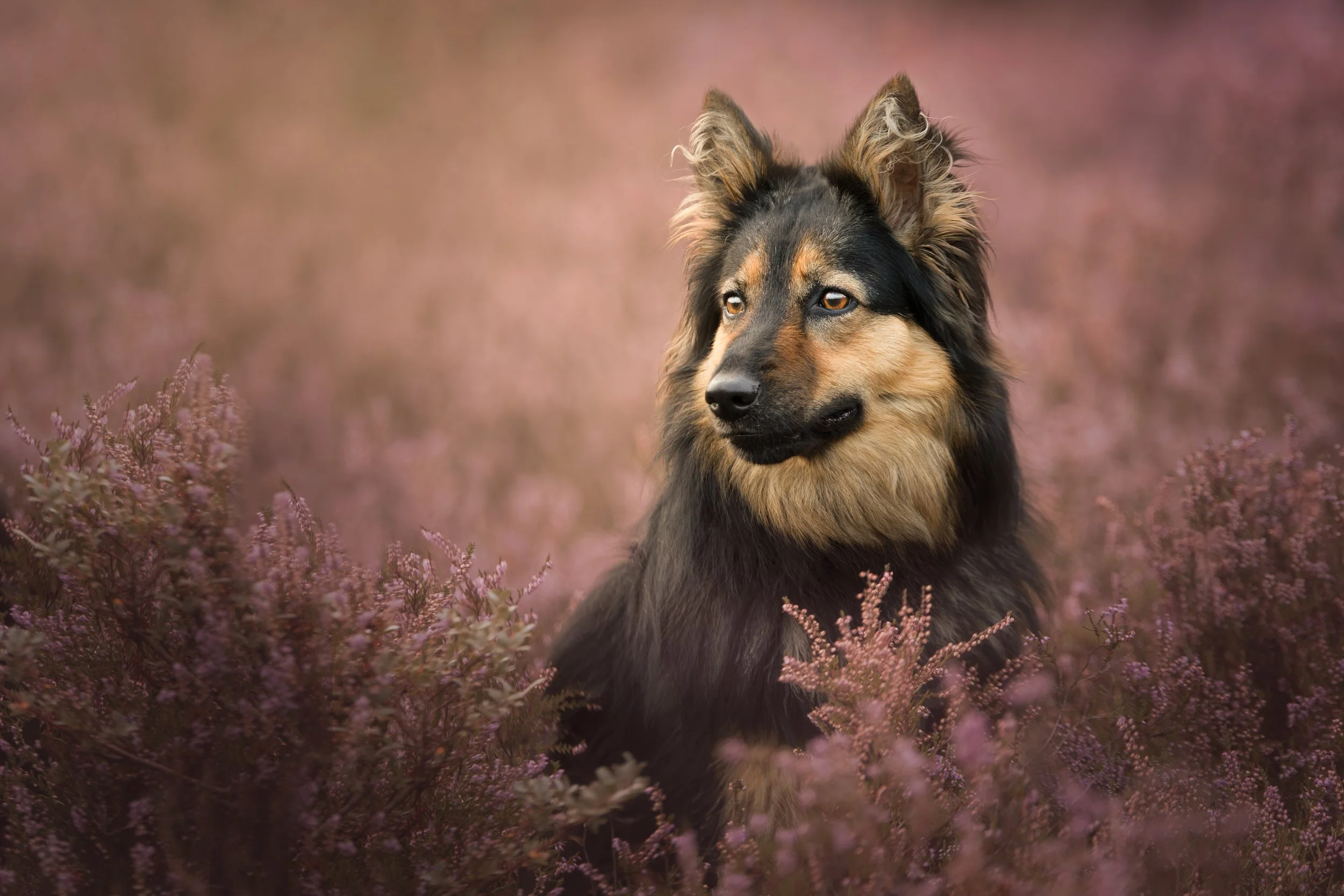 Q4 2024 Lost in the Heather.jpg