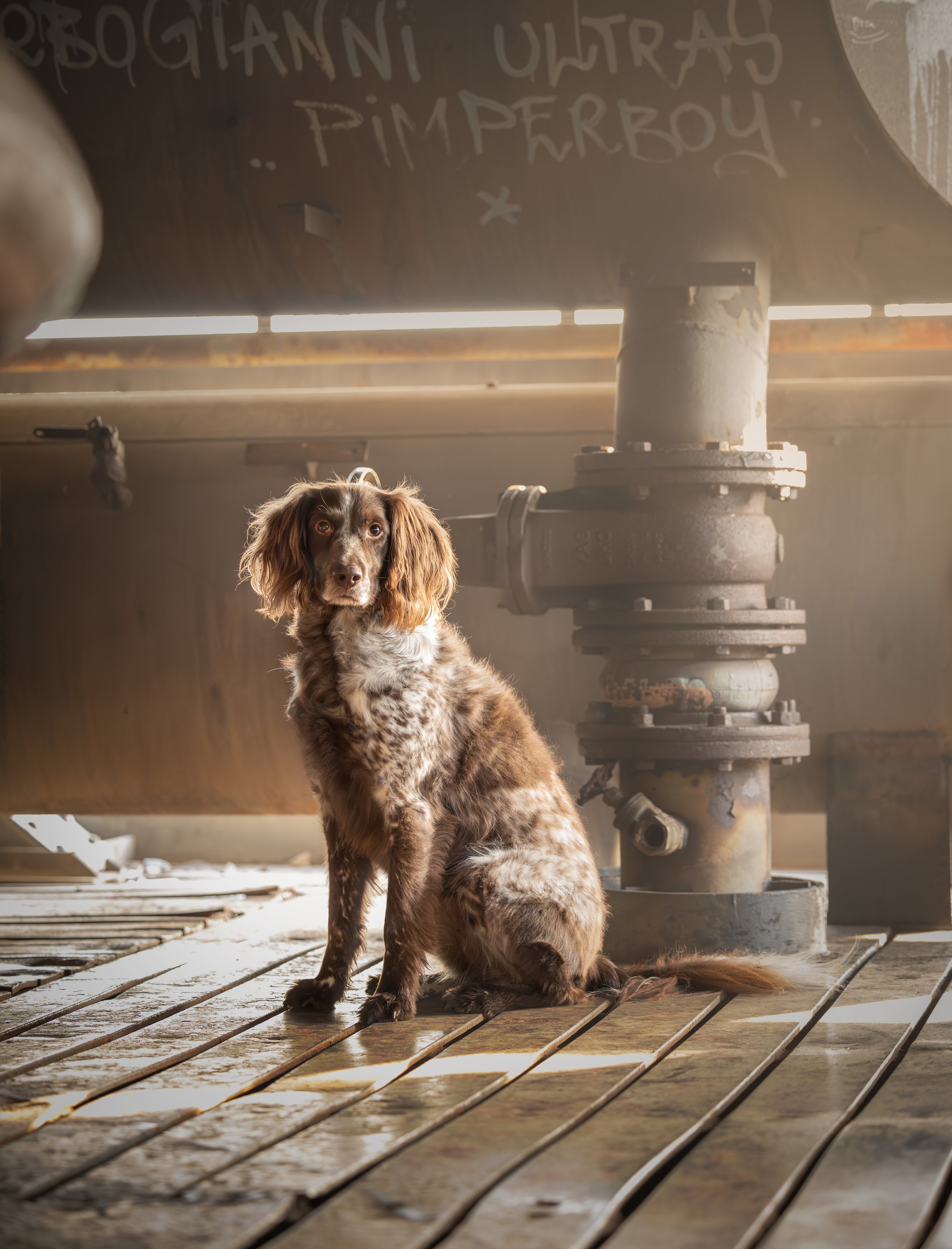 heidewachtel in bruine urban setting zittend op hout.jpg