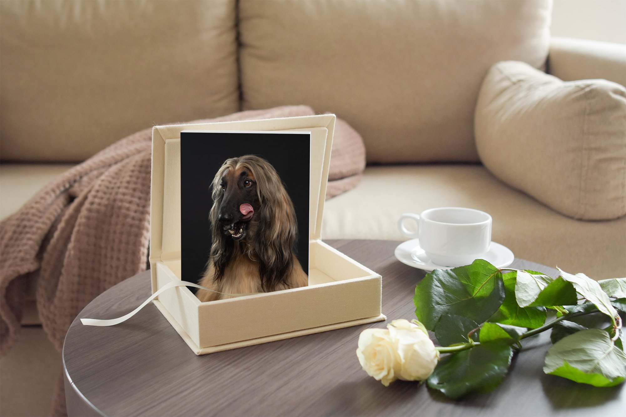 Hondenportret van een Pomeriaan, gemaakt in het bos door Annemarie Visser van Hondenfotograaf Friesland.