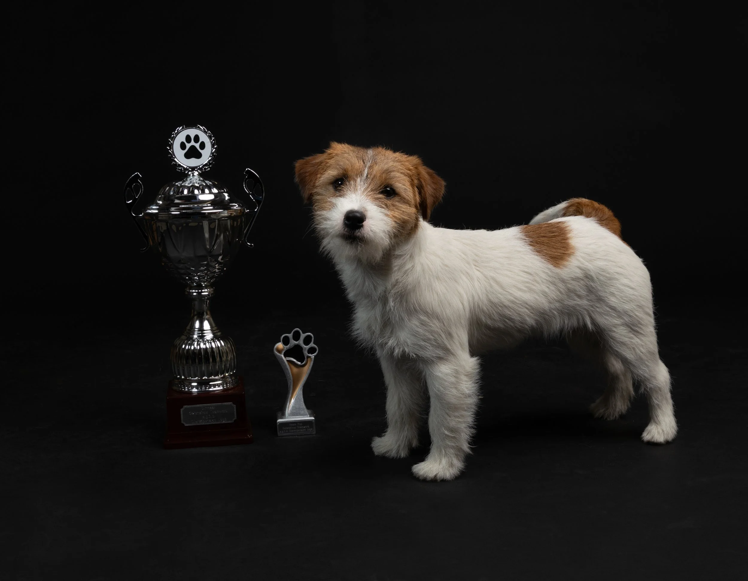 Kleine witte en bruine hond staat naast een grote gouden trofee en een kleinere zilveren trofee op een zwarte achtergrond.