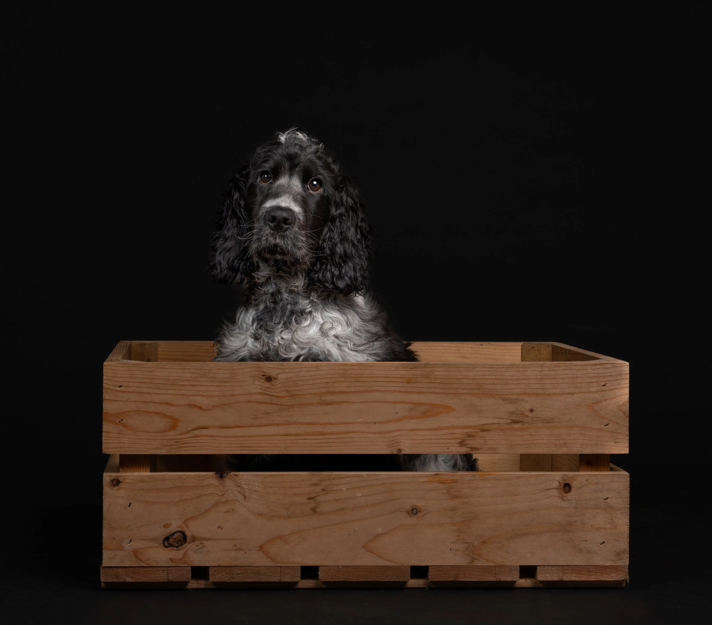 Zwarte en witte gekrulde puppy zit in een houten krat tegen een zwarte achtergrond.