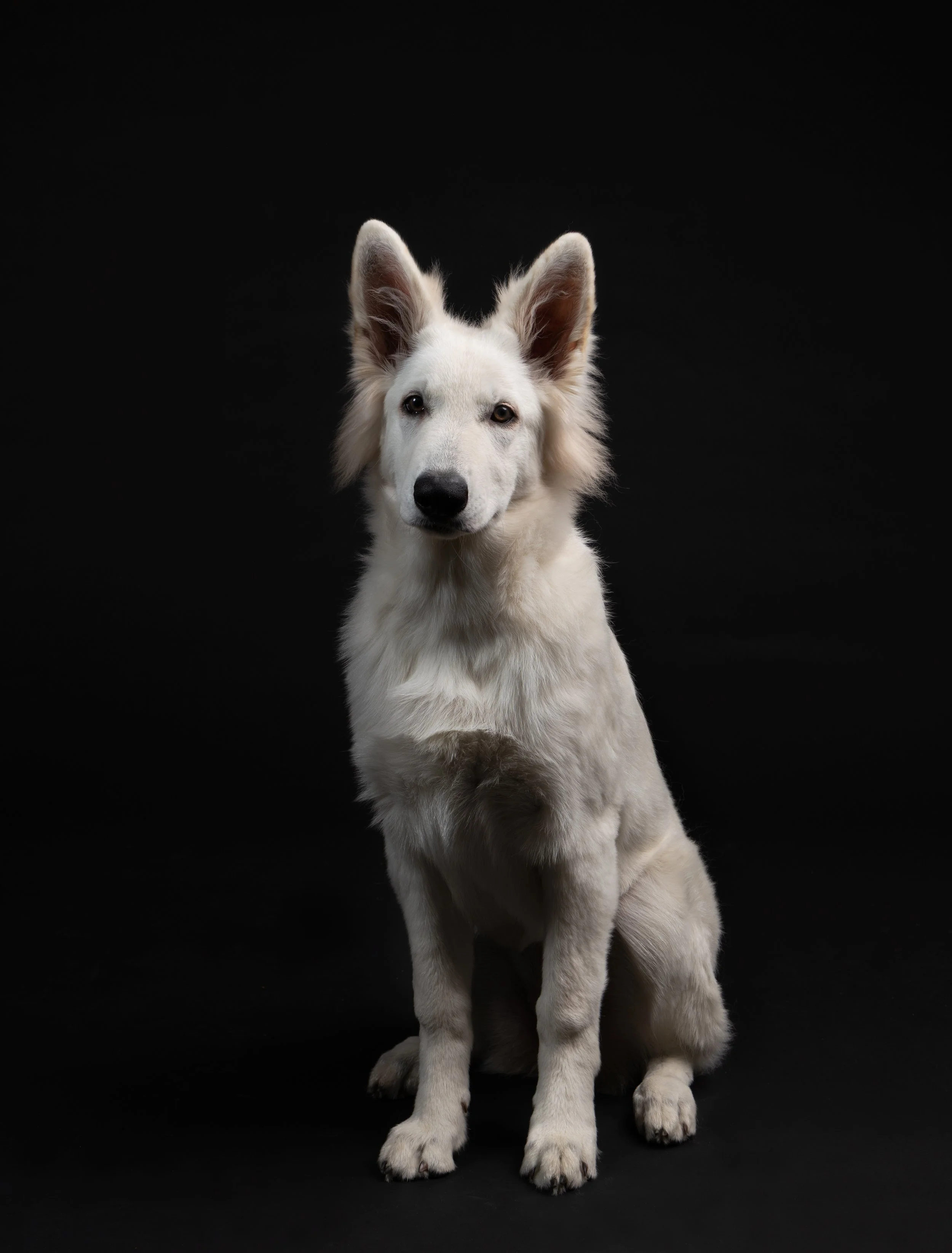 Witte hond met grote oren zittend op een zwarte achtergrond.