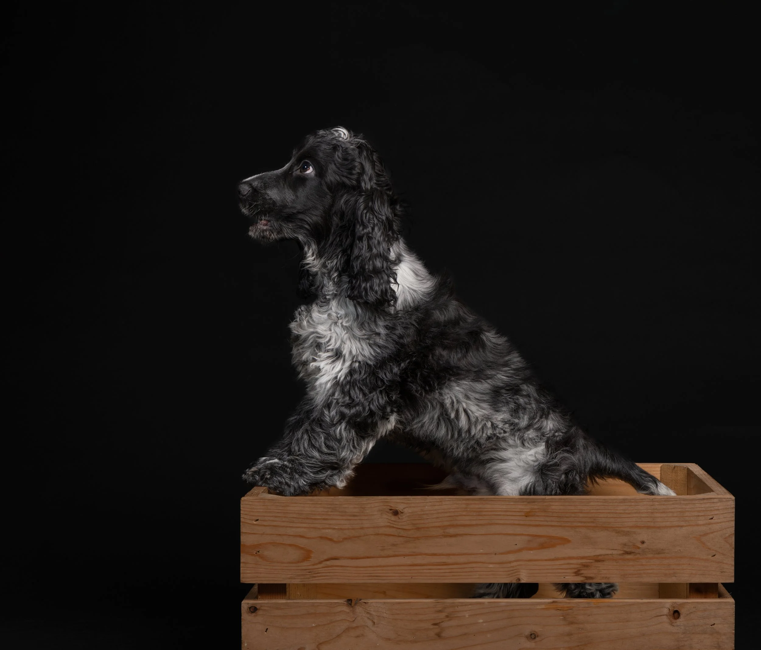 Een zwart-witte puppy met gekrulde vacht in een houten bak op een zwarte achtergrond.