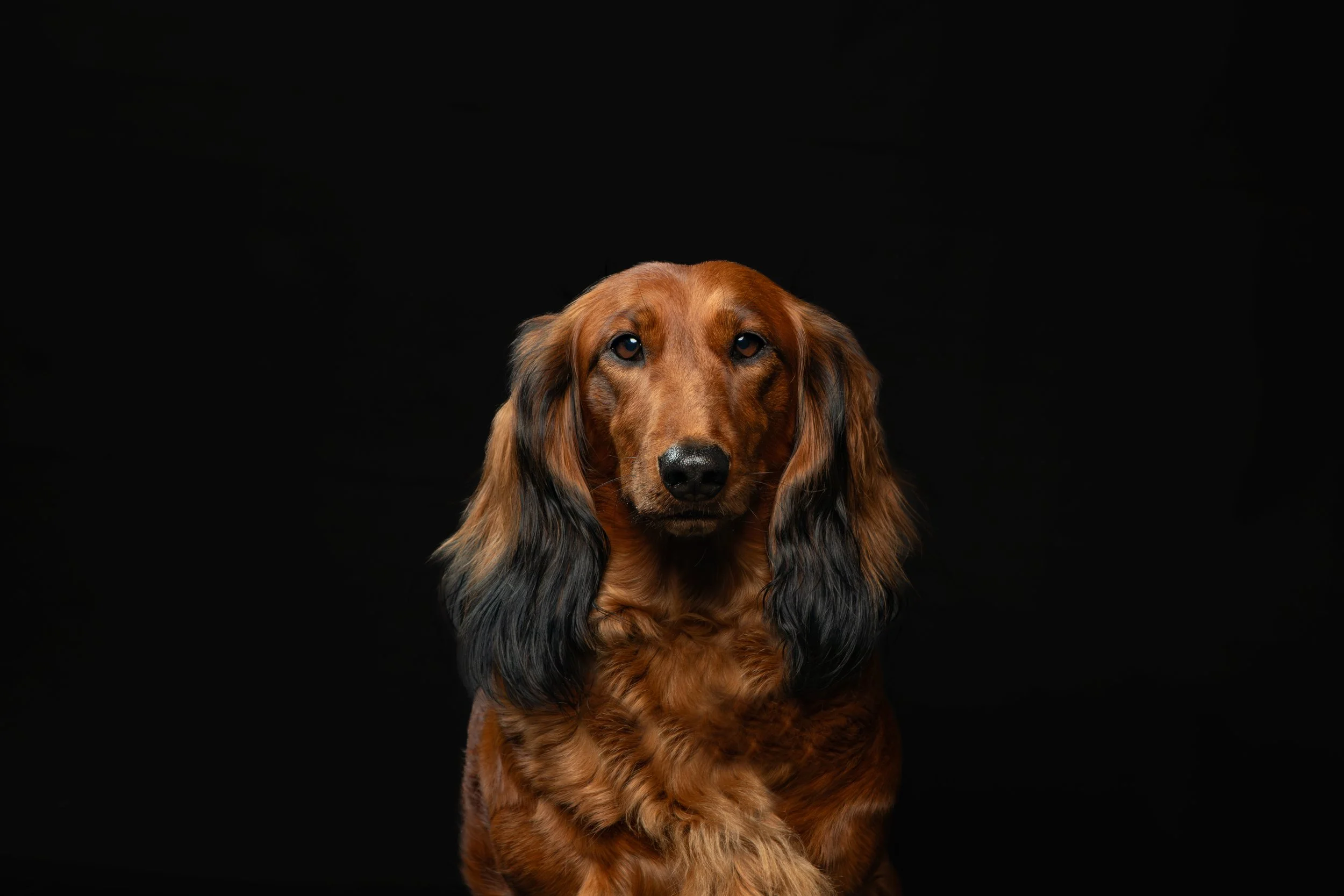 Een bruine langharige hond met lange oren op een zwarte achtergrond.
