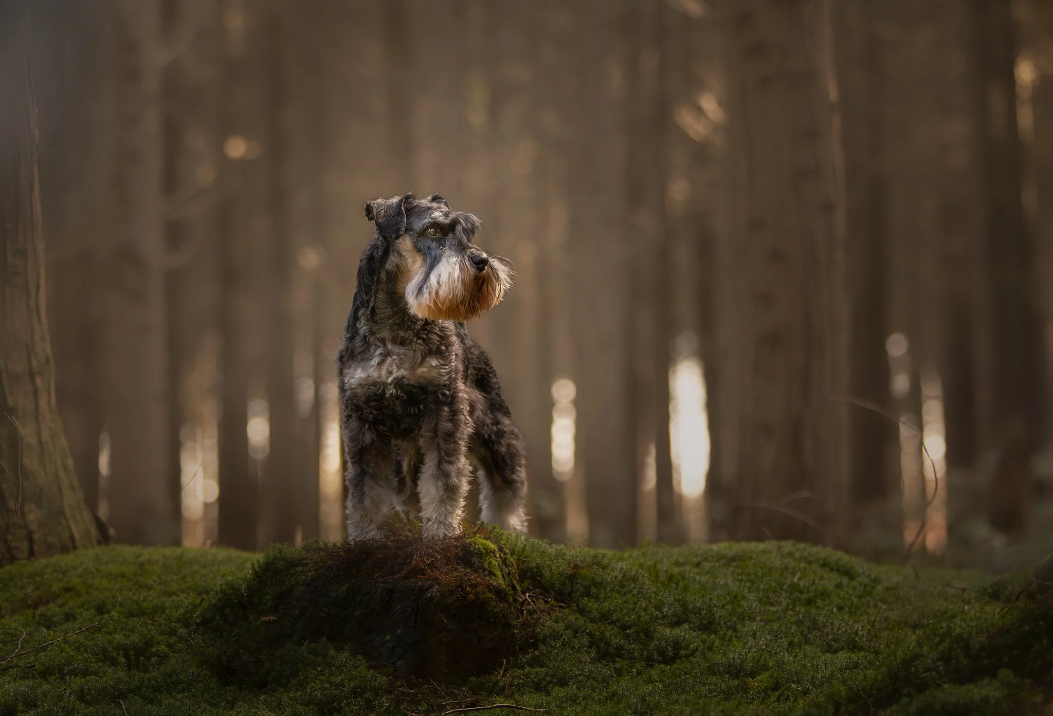 Een Schnauzer staat op een boomstronk tussen het mos met op de achtergrond veel hoge bomen en zacht licht.