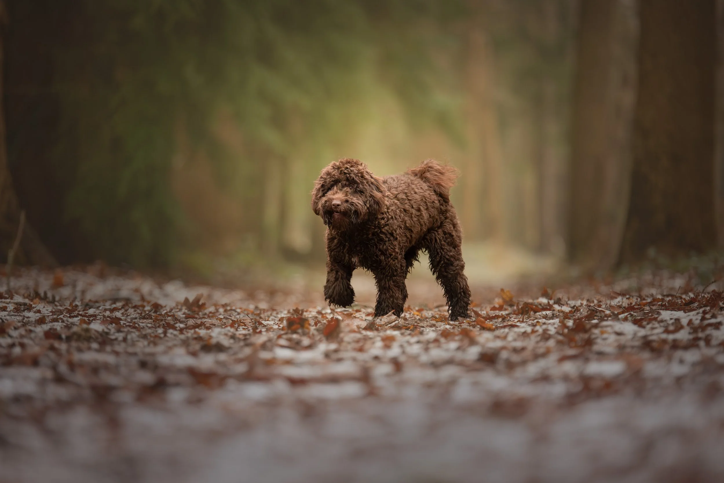 Bruine hond die in het Rasterhofpark in Sneek loopt