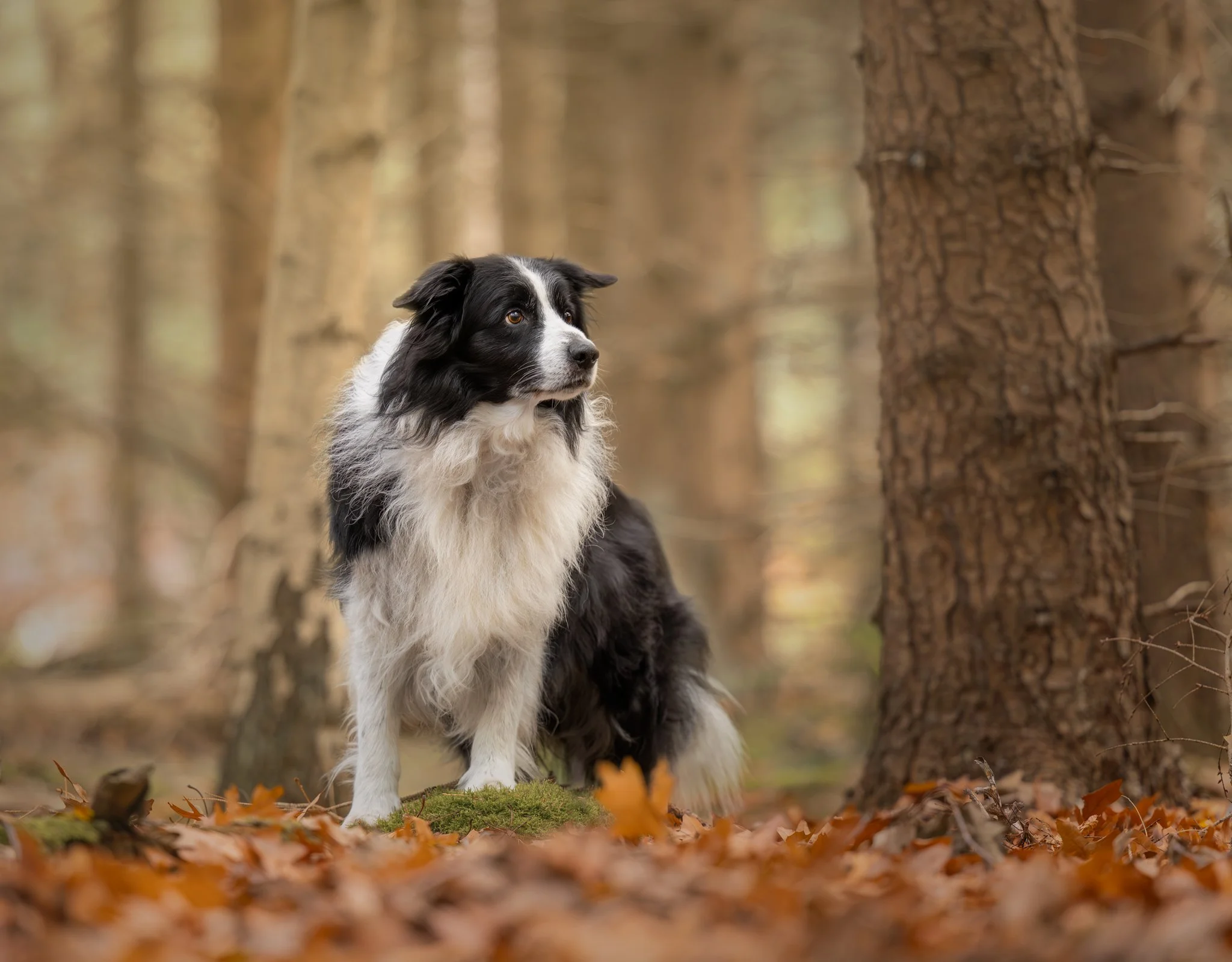 Een border collie hond in een bos met vallende bladeren op de grond, omgeven door boomstammen.