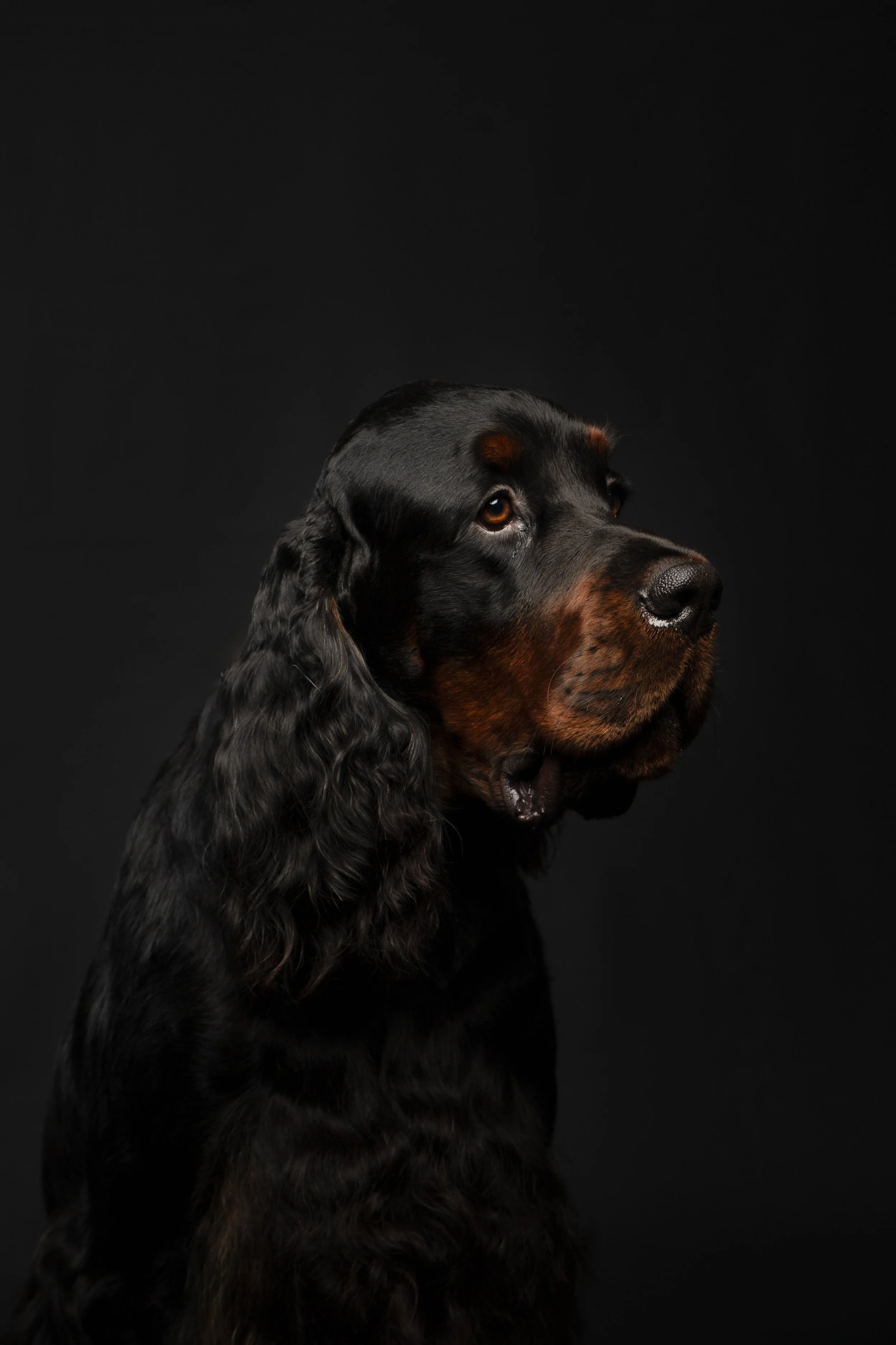 Portret van een zwartbruine Setter Hond met lange oren en gekrulde vacht, staand tegen een zwarte achtergrond.