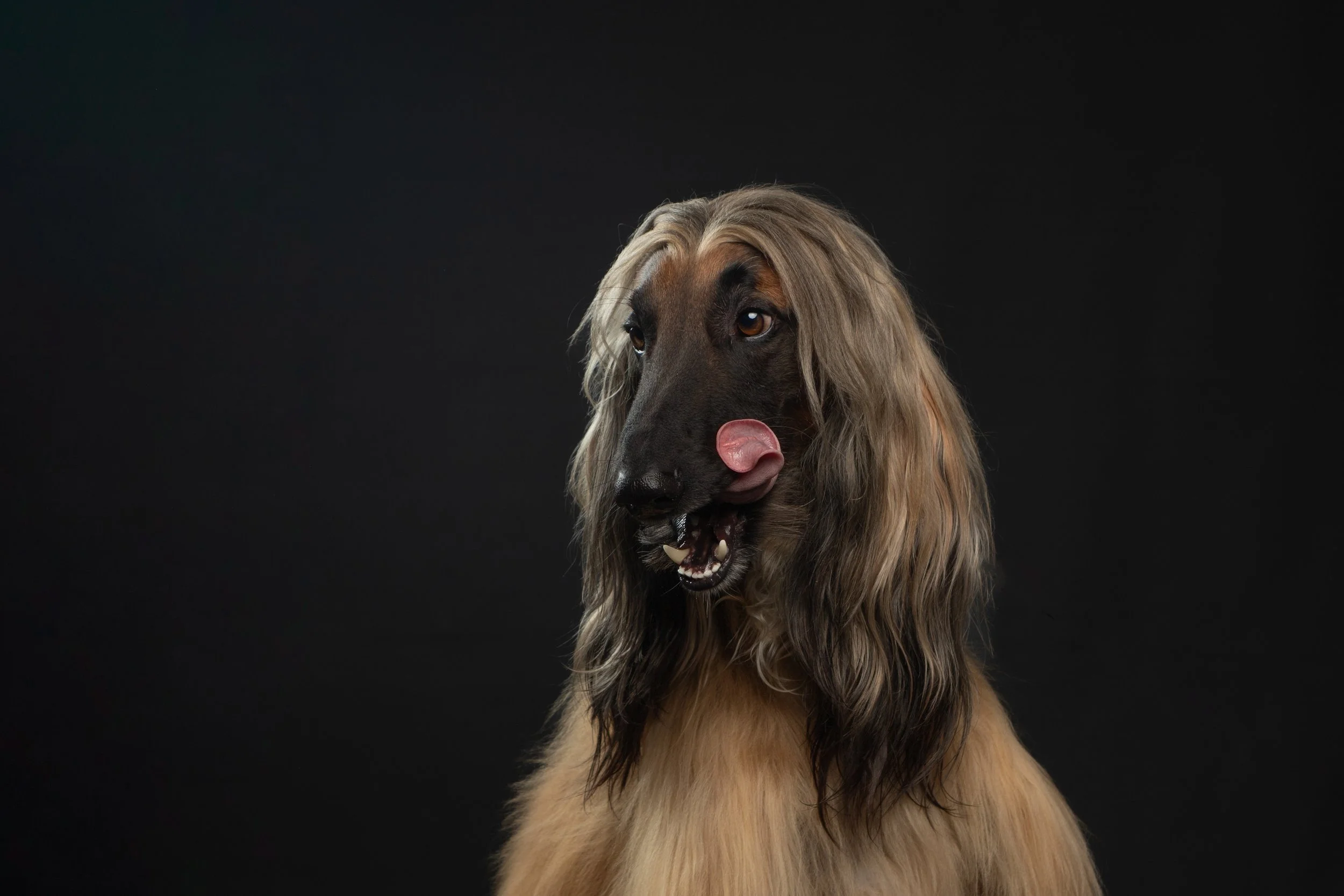 Een hond met lange, golvende vacht die met zijn tong uit zijn mond likt, tegen een zwarte achtergrond.