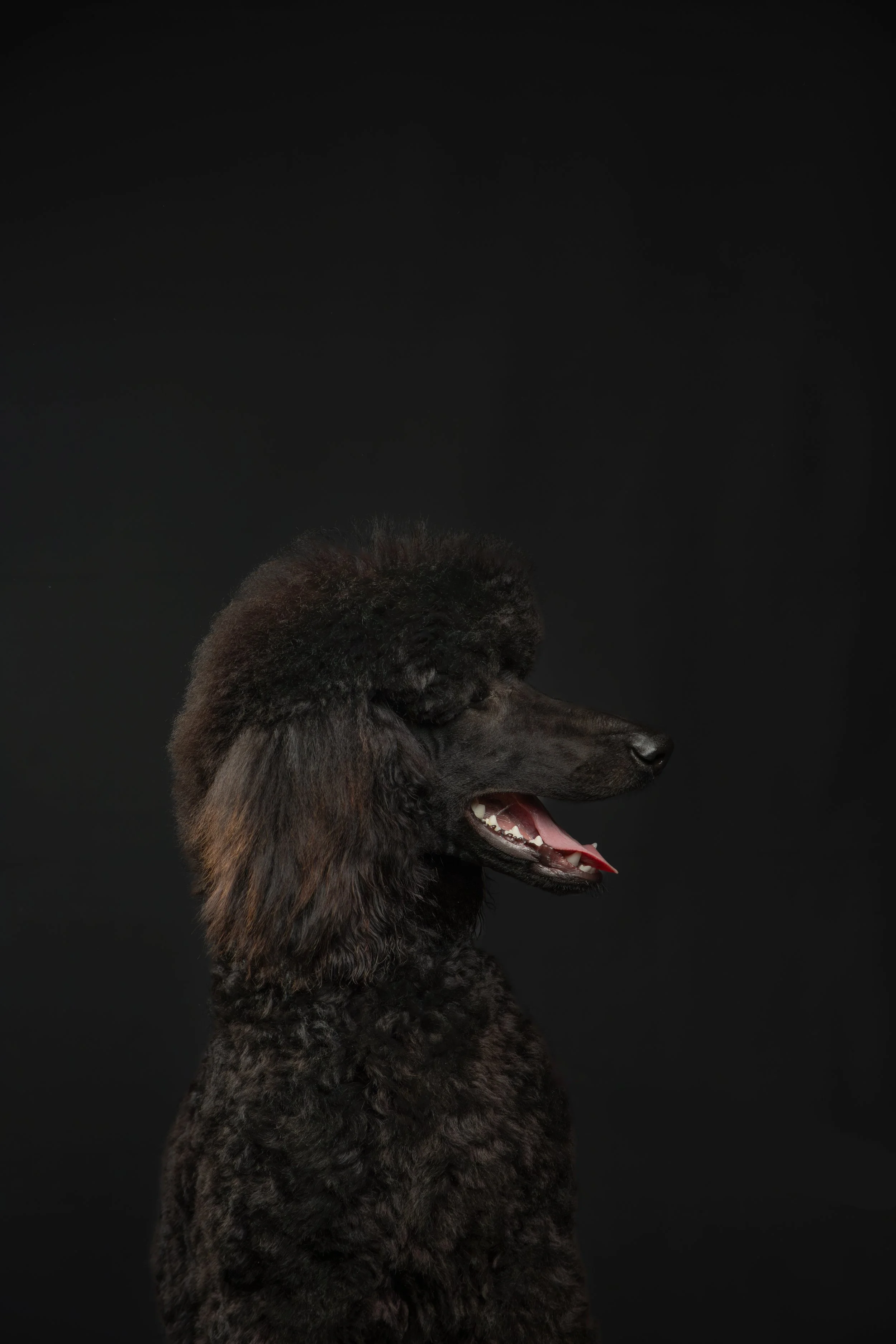Zwart kortharige poodle met een langwerpig snoet, open mond en tong uit, tegen een zwarte achtergrond.