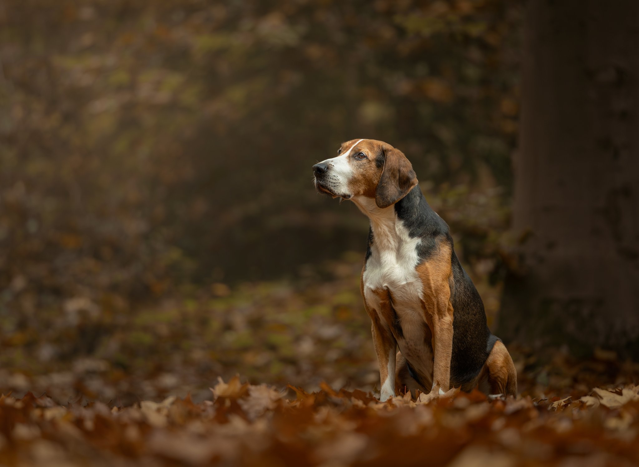 Een zwart bruin witte hond zit tussen de herfstbladeren te kijken naar links in de bossen van Gaasterland vlak bij Oudemirdum. 