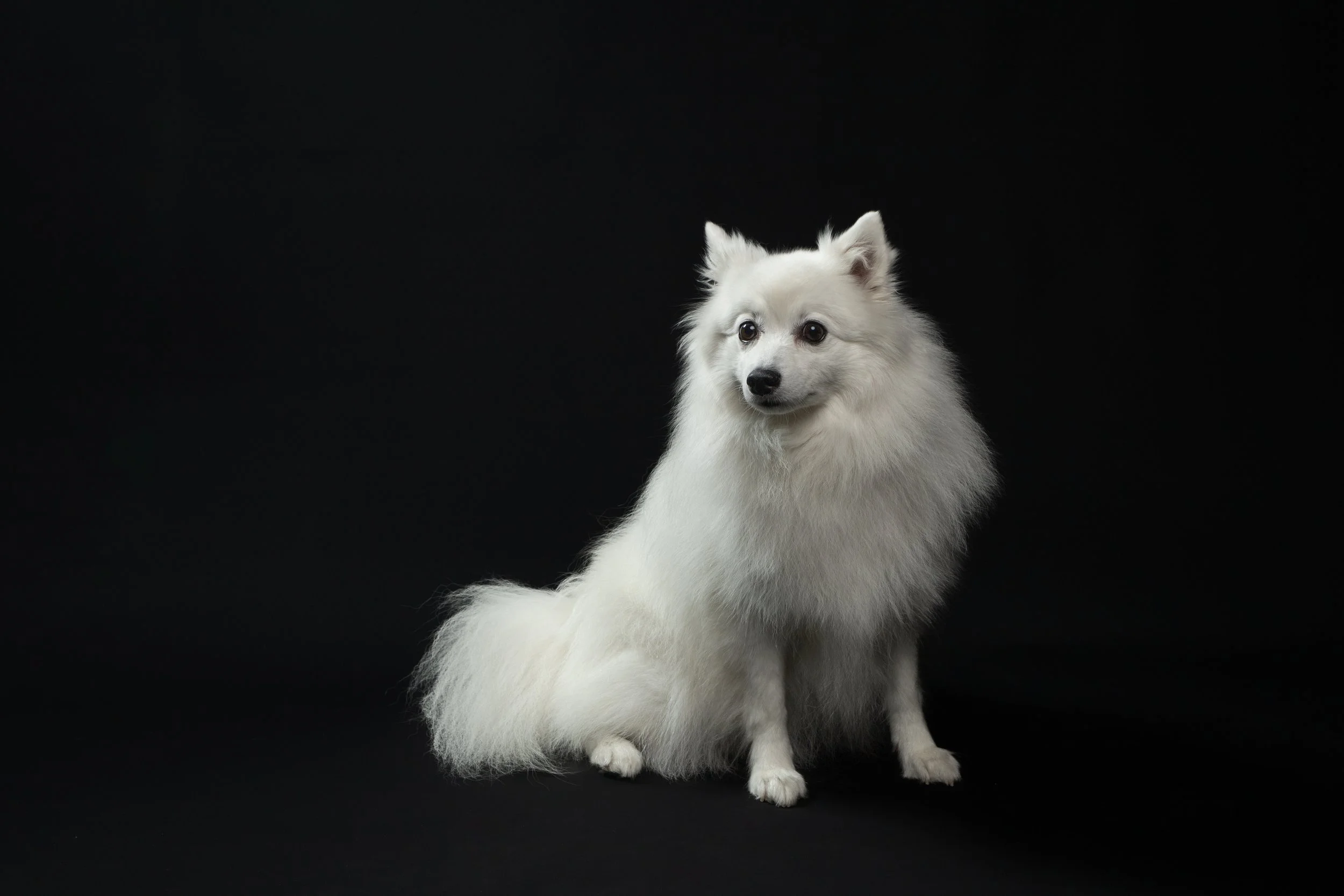Witte hond met dikke vacht op een zwarte achtergrond.