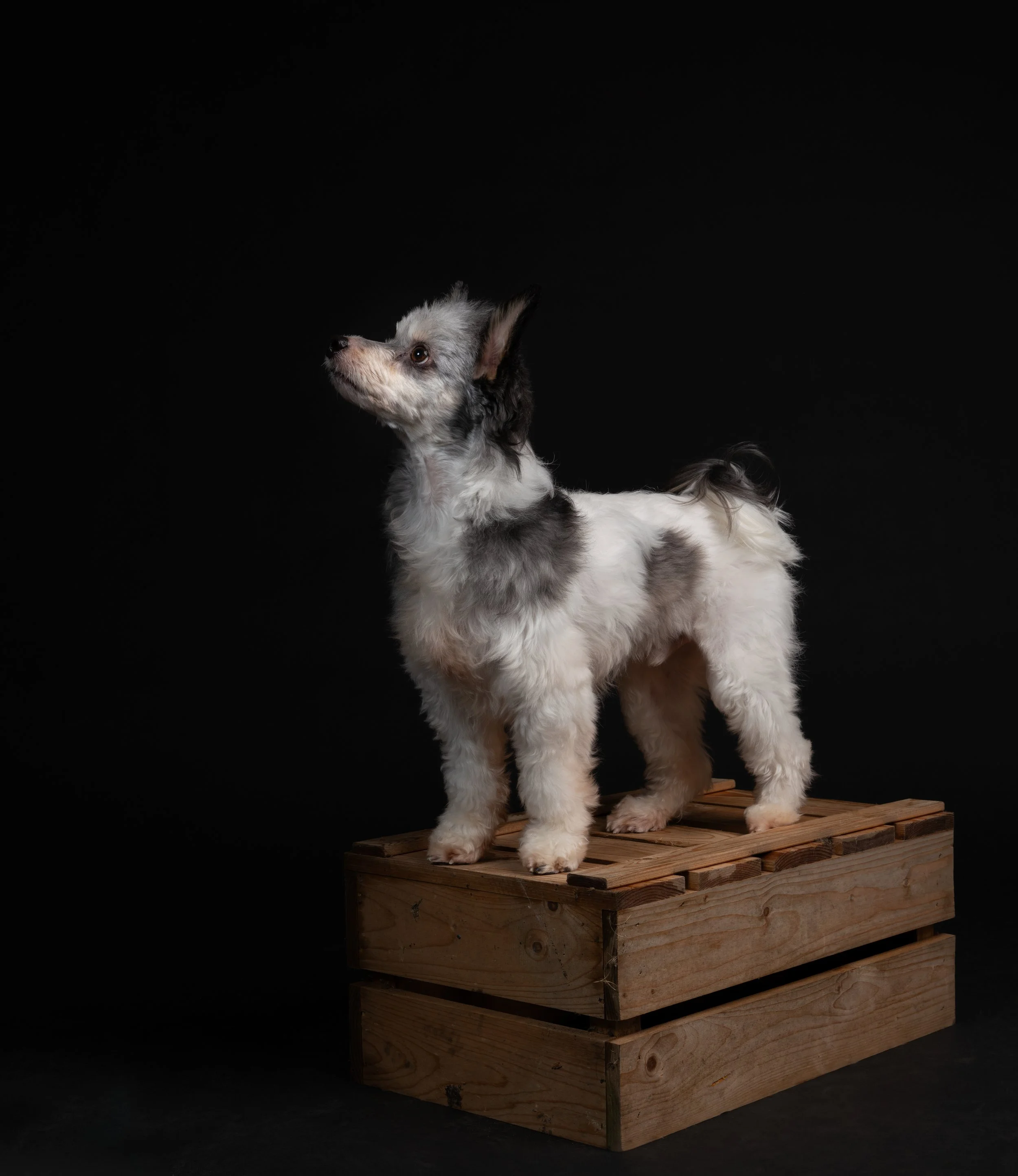 Een schattige kleine puppy met een wirwar van zwart, wit en grijs vacht, staand op een houten kist voor een zwarte achtergrond.
