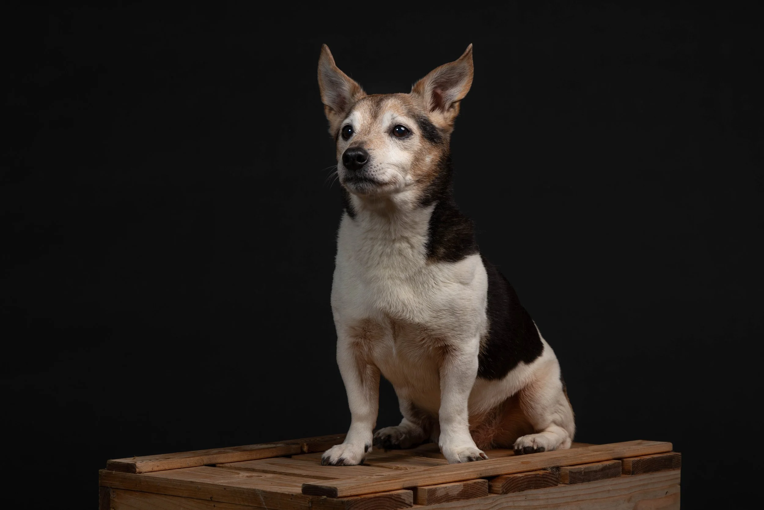Een klein dogachtig huisdier met grote oren, zittend op een houten platform, tegen een zwarte achtergrond.
