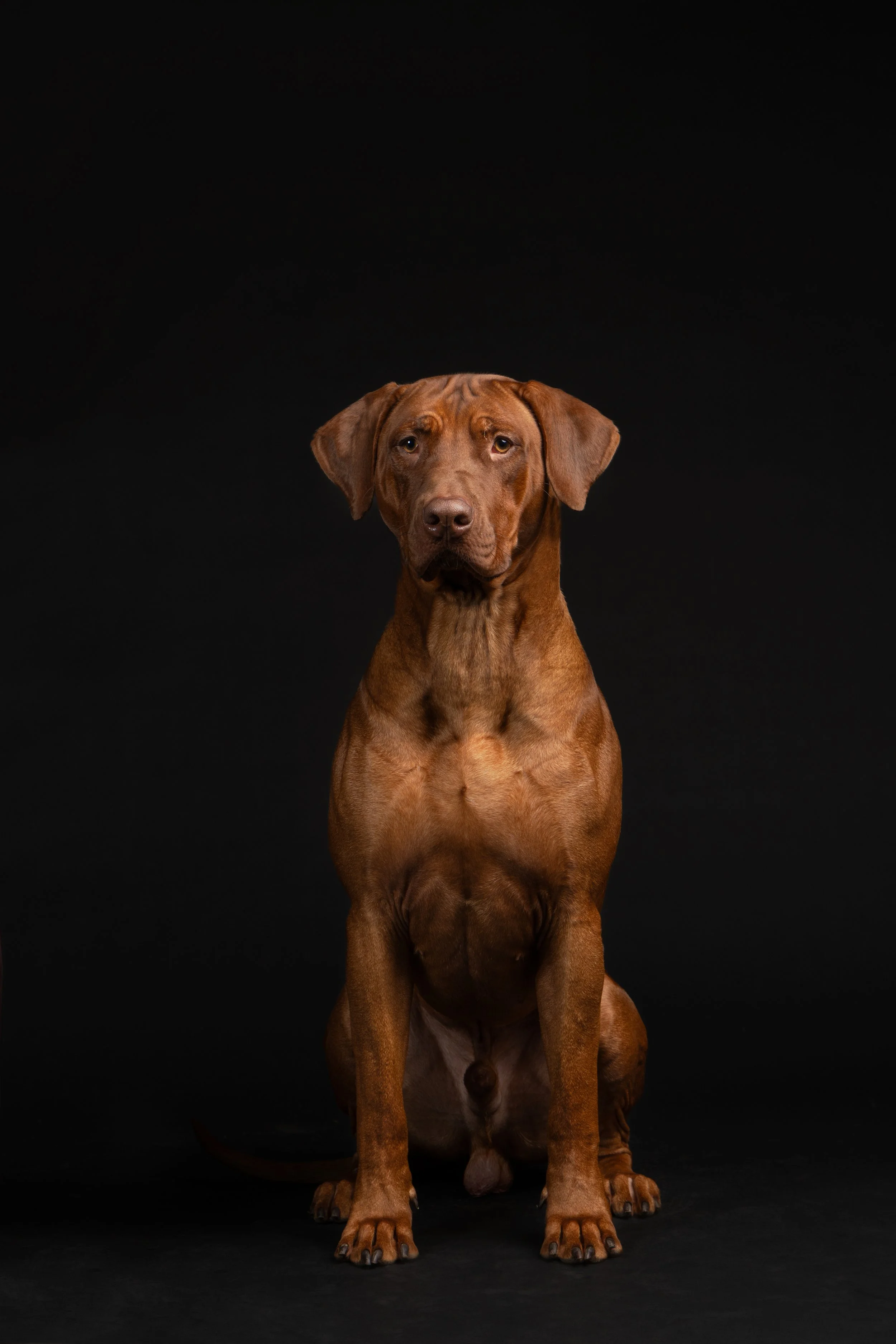 Bruine hond zittend op een zwarte achtergrond, naar de camera kijkend.