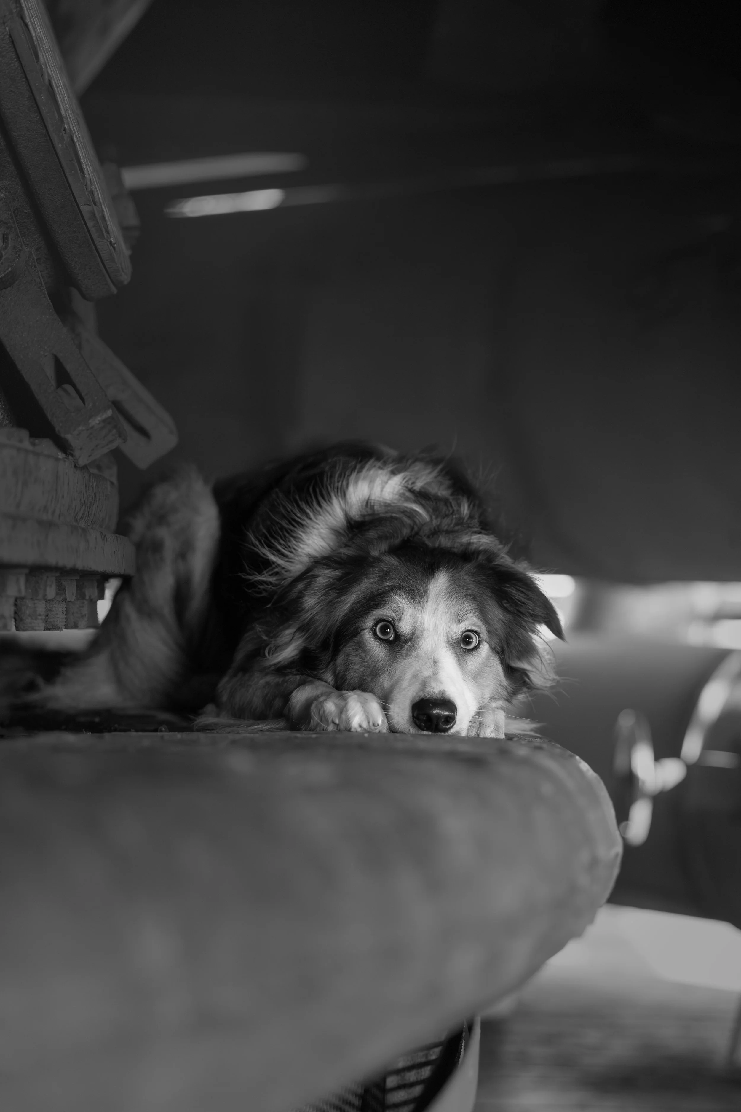 Een hond ligt op een surfplank onder een overhangende structuur in een zwart-wit foto.