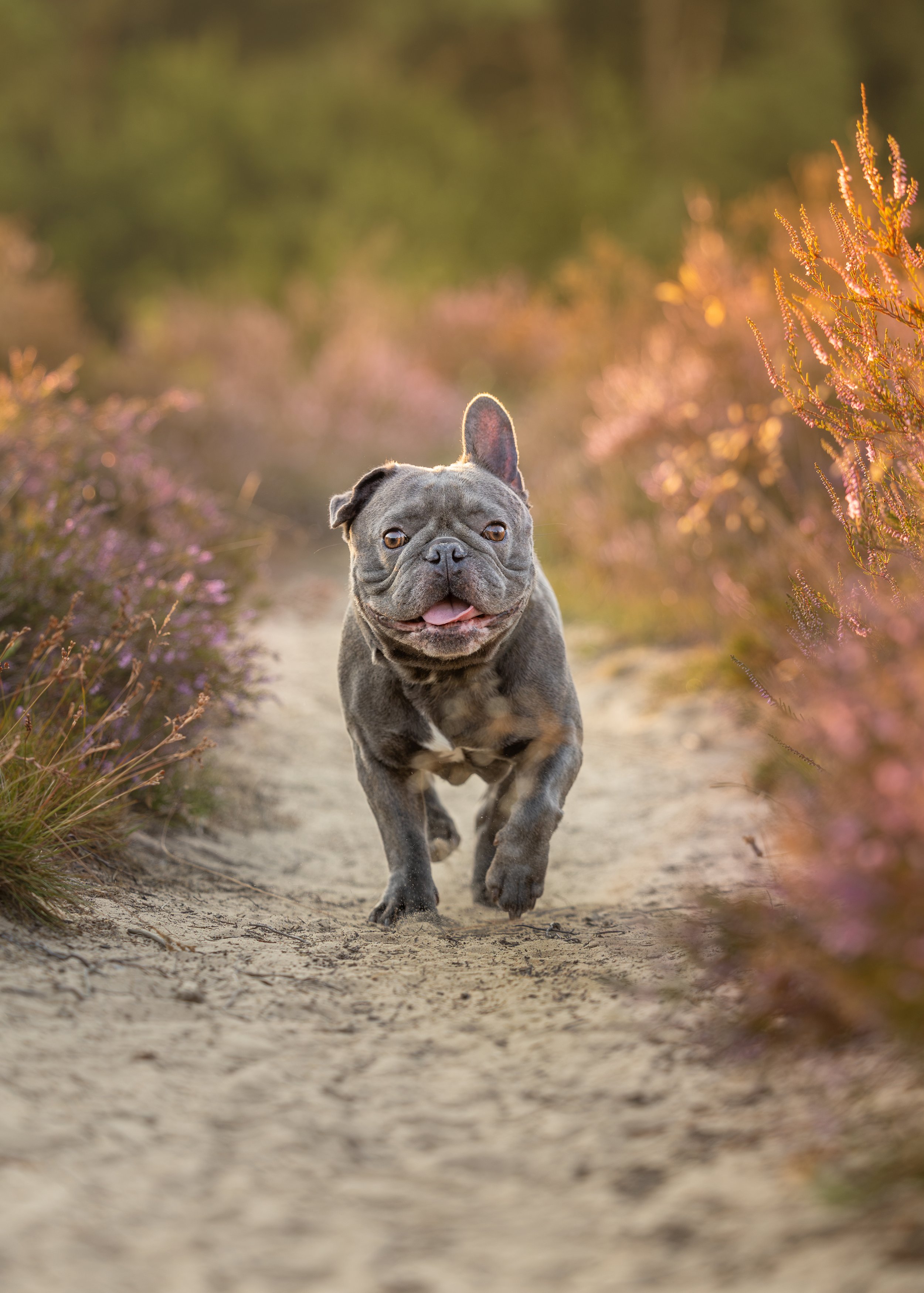 Een grijze franse bulldog loopt richting de camera tussen de Friese heide
