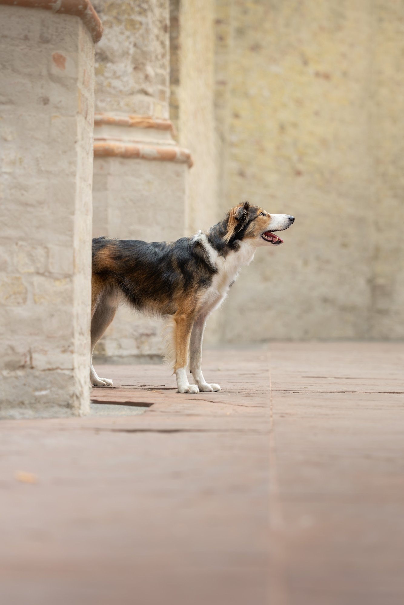 A brown black and white bordercollie looking to the right in an urban environment