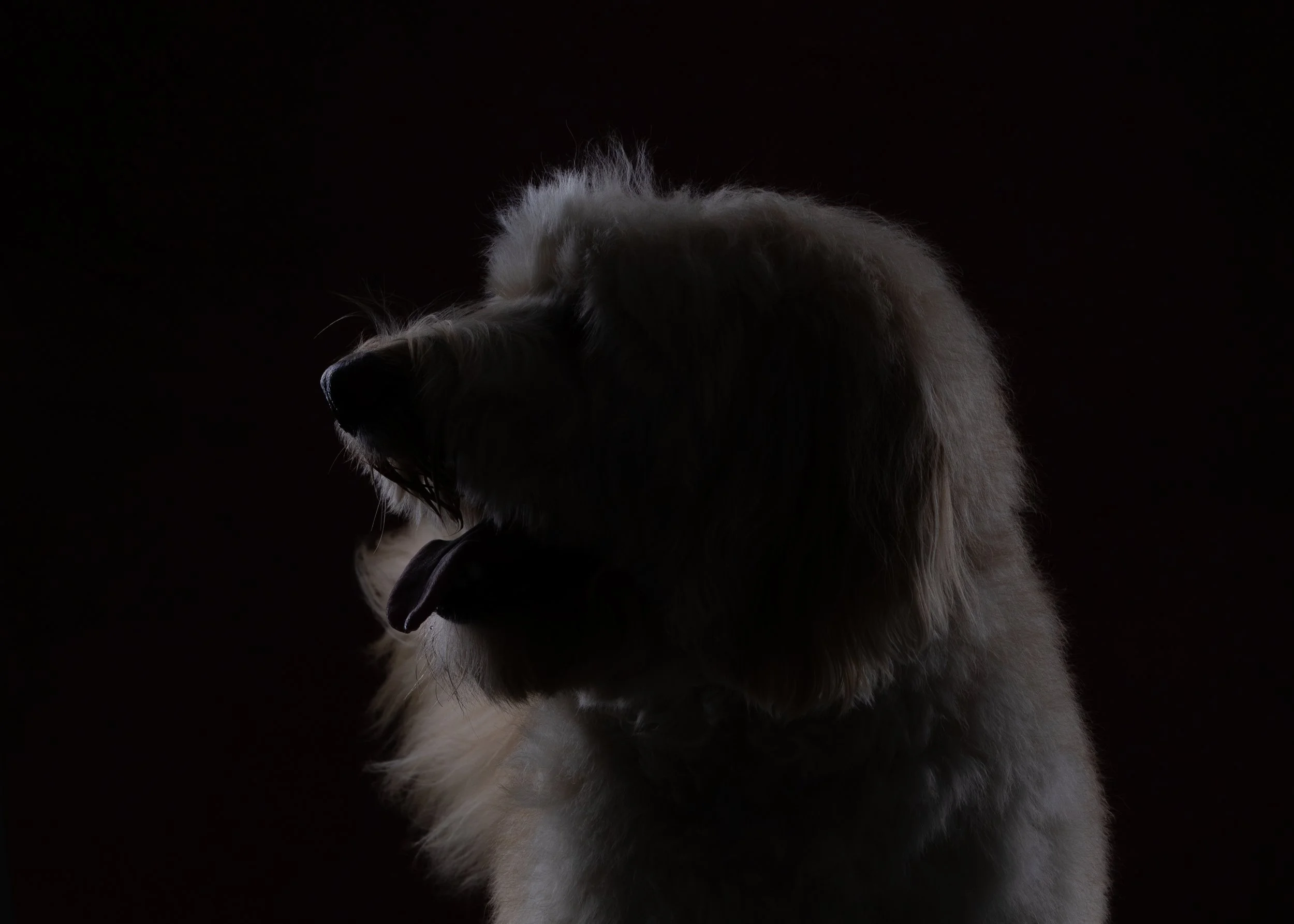 Silhouet van een grote, harige hond met zijn tong uit, zichtbaar tegen een donkere achtergrond.