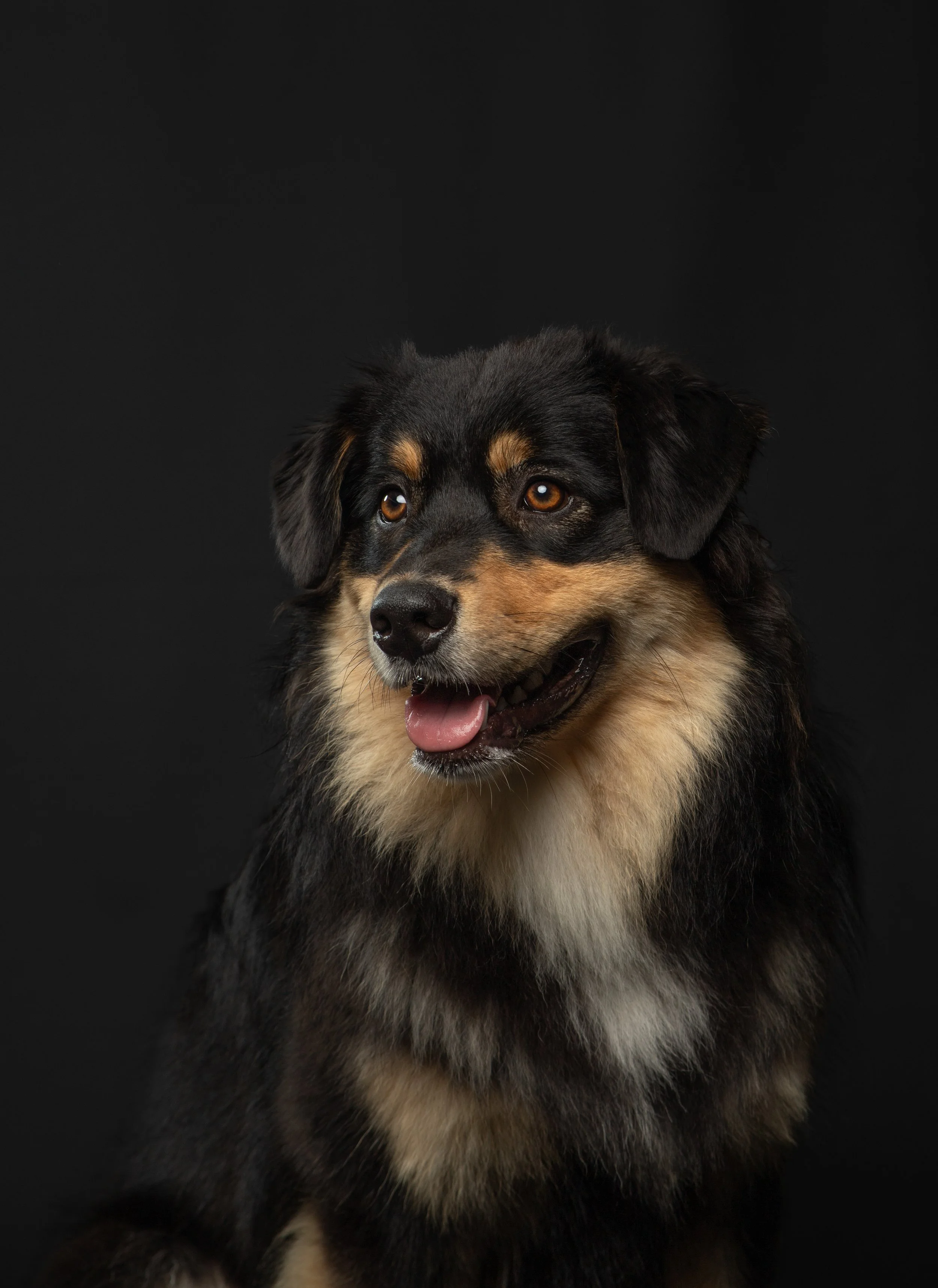 Portret van een hondenras met een zwarte en bruine vacht, vriendelijke uitdrukking, tingel op de tong, donkere achtergrond.