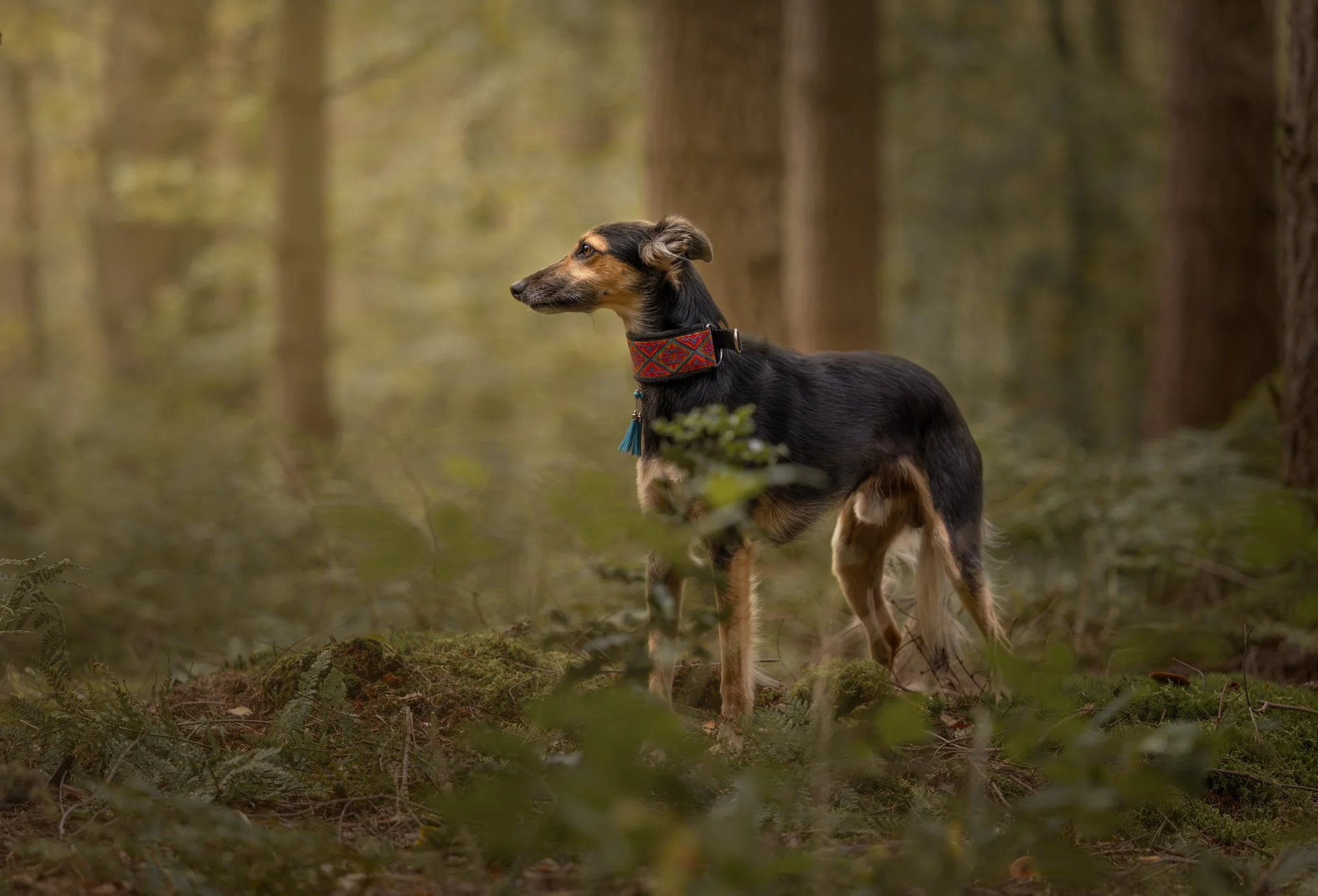 Een Silken Windsprite staat te wachten in het bos van Oudemirdum met op de achtergrond bomen.