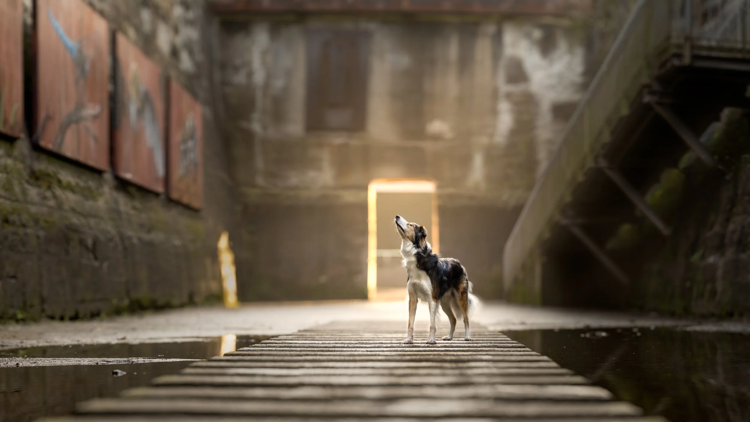 Border collie op een brug tussen het water