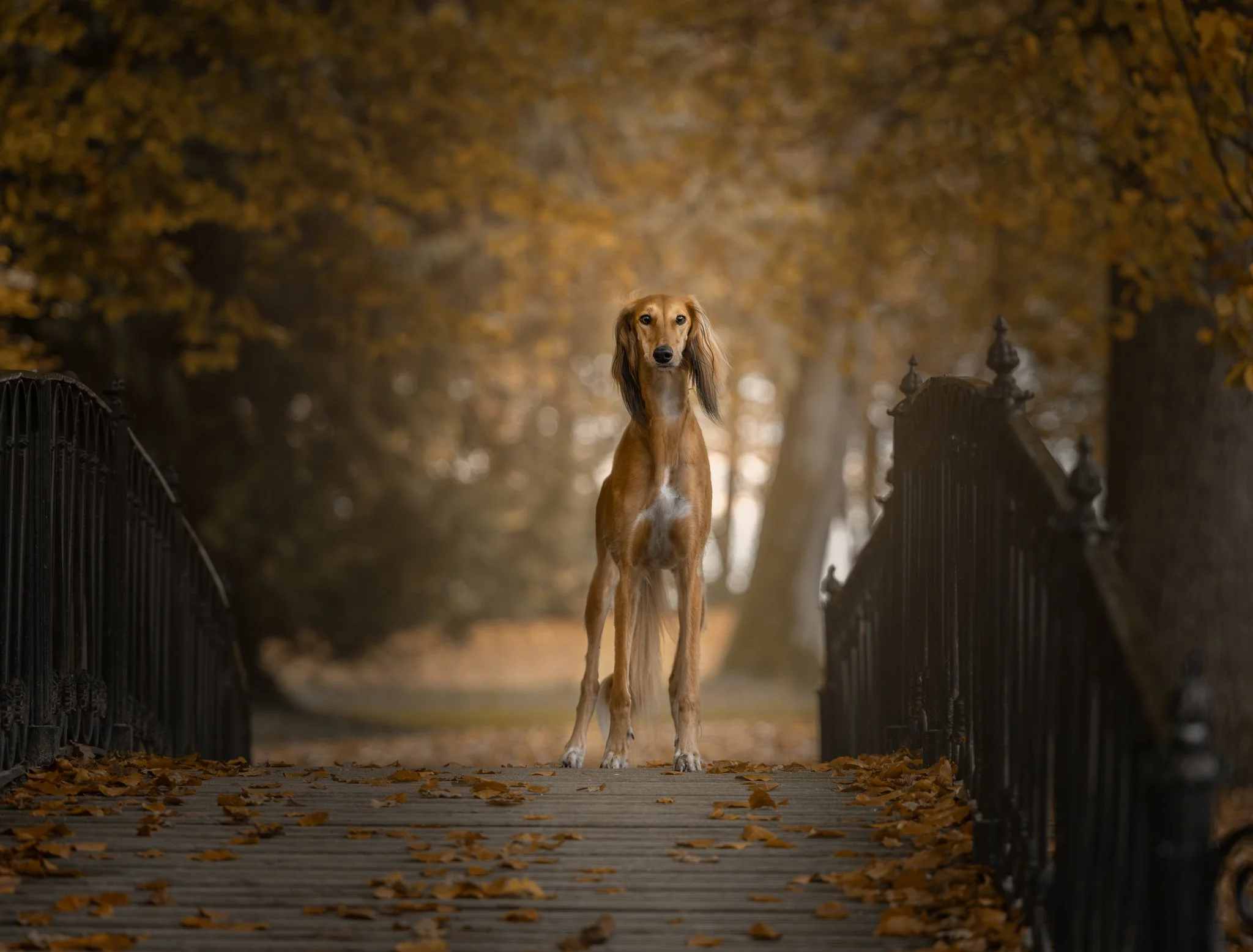 Een rood bruine Saluki hond op een brug bij Stania State.