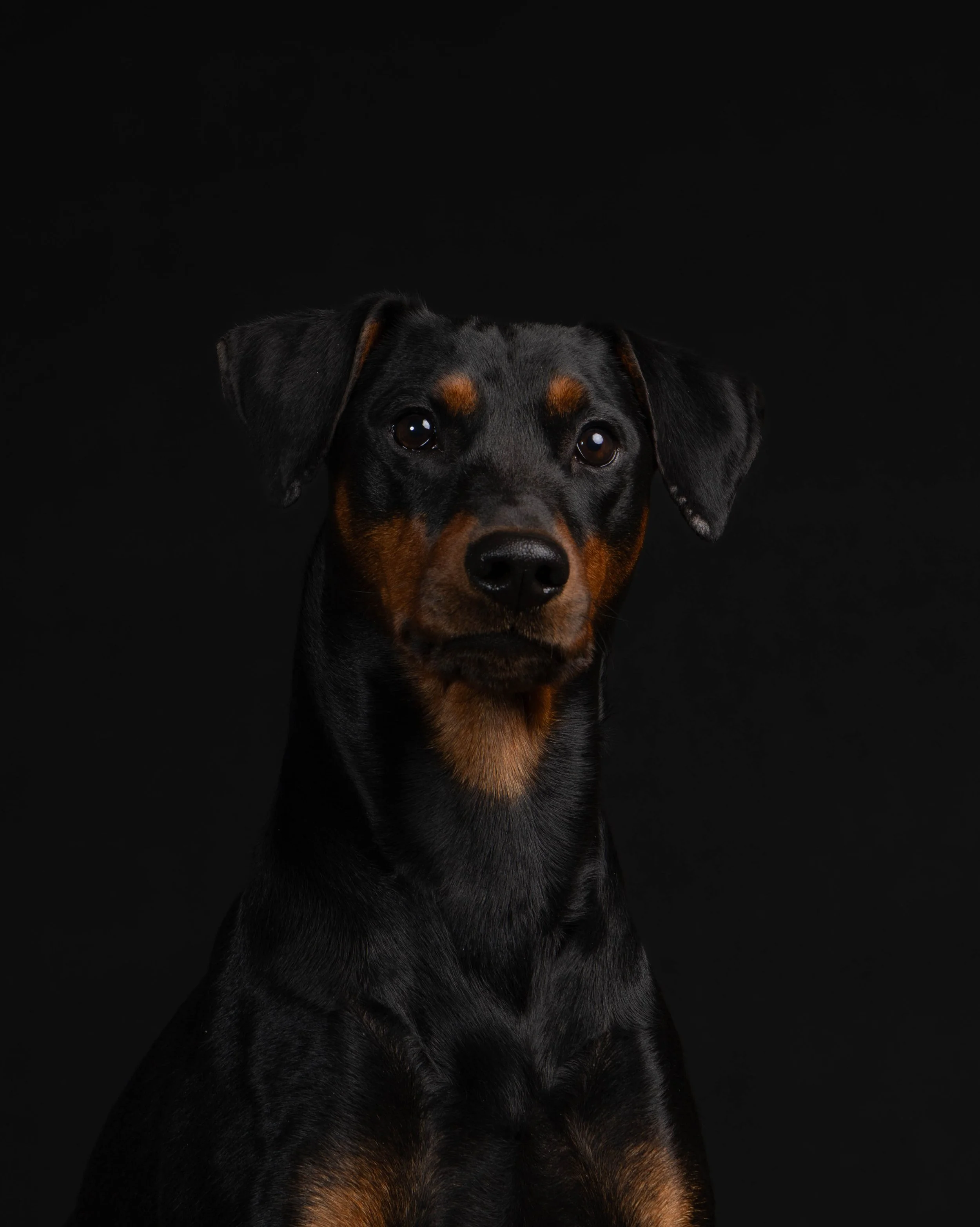 Een zwart-bruin hondenportret met een zwarte achtergrond.