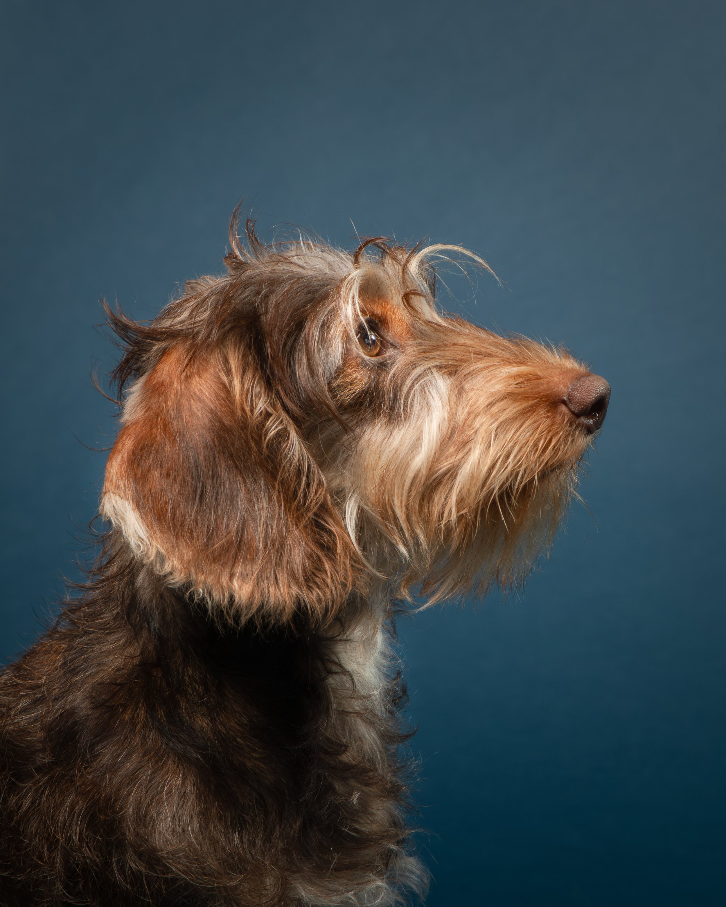 Een ruwharige teckel met een blauwe achtergrond in de studio van Hondenfotograaf Friesland.