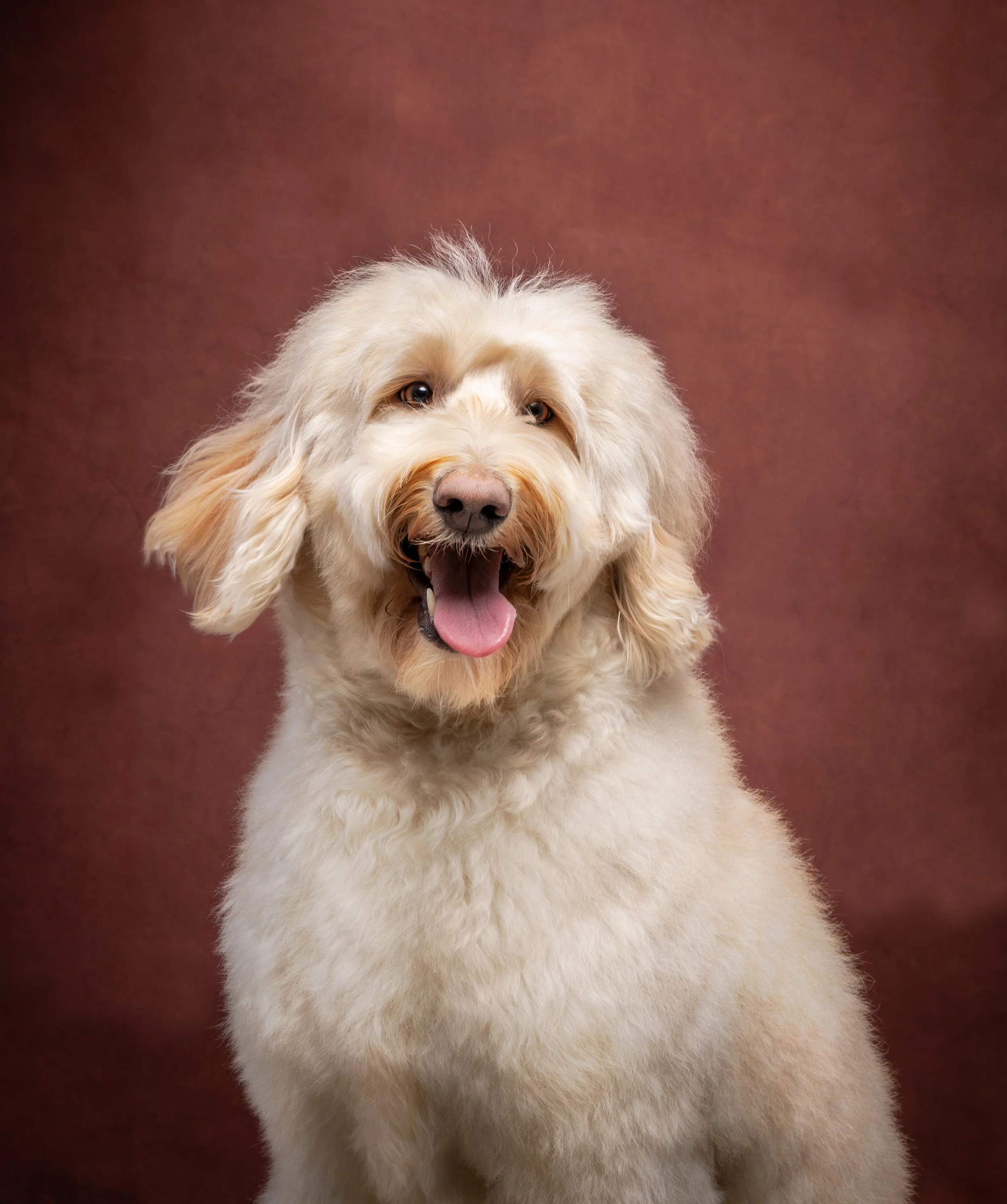 Lachende hond met lichtgekleurde, gekrulde vacht voor een bruine achtergrond.