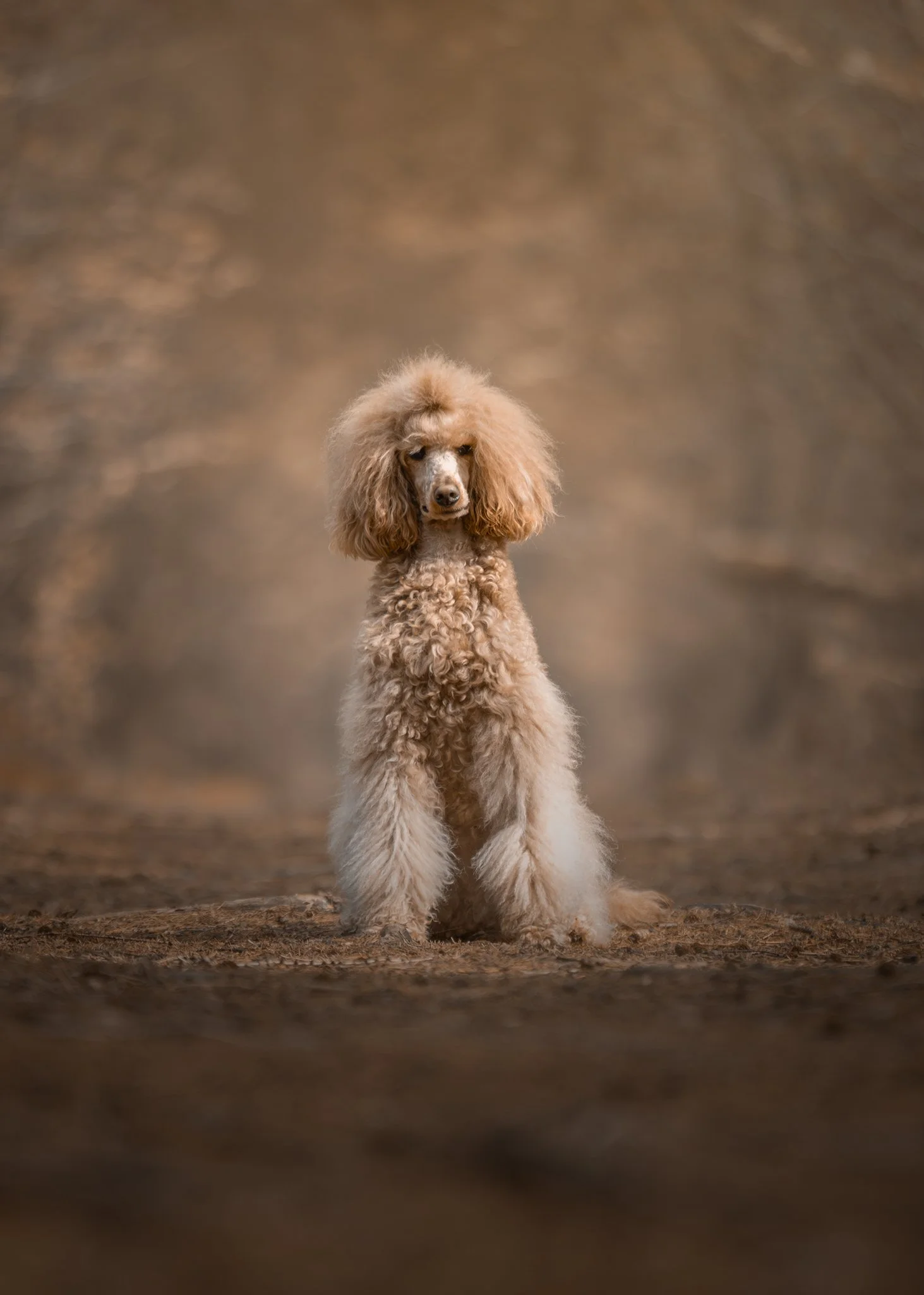 Een koningspoedel zit geduldig te wachten op een bospad in Beetsterzwaag.