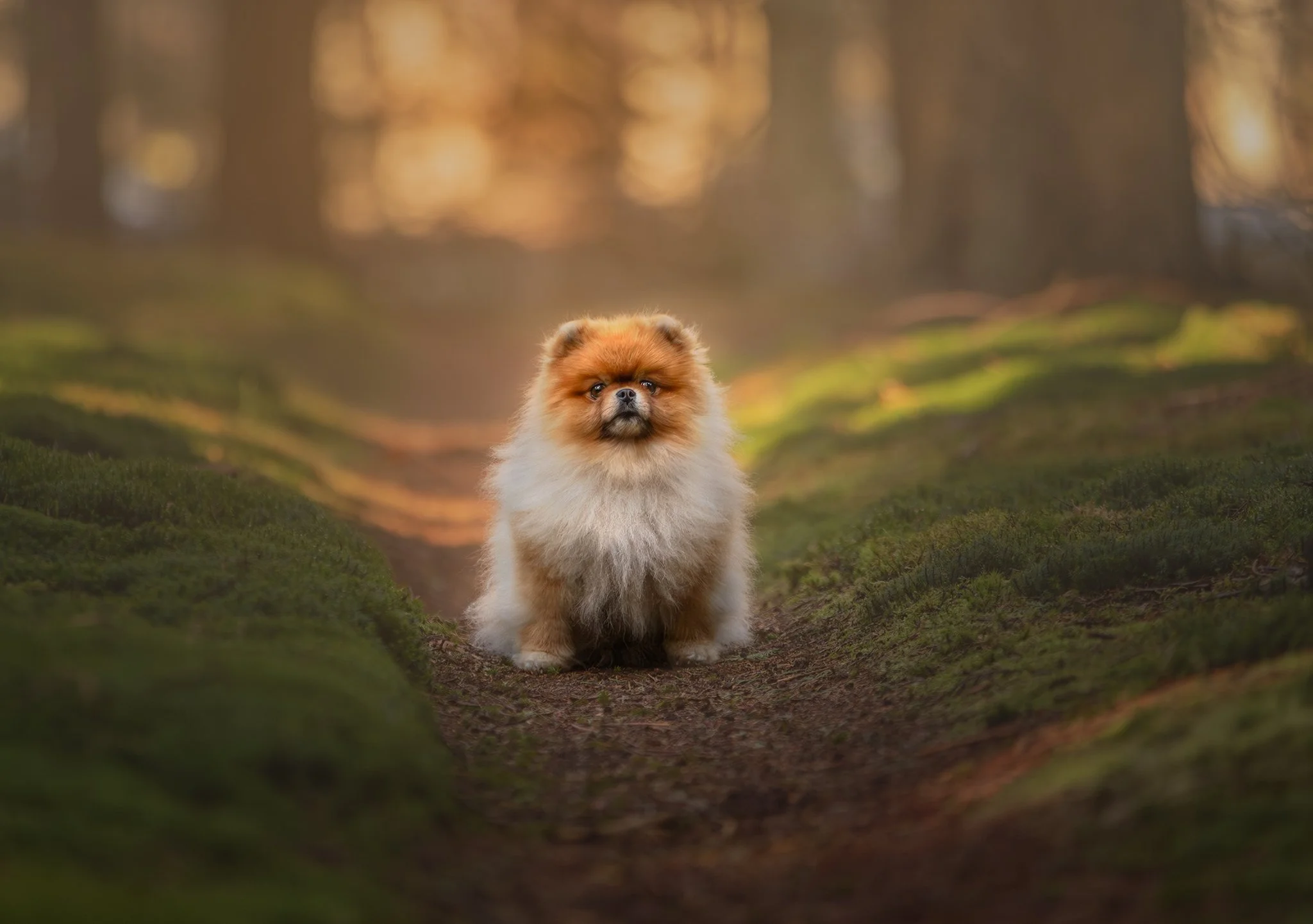 Siberische husky hond op een bospad in Oranjewoud  met achtergrond van bomen en struiken.