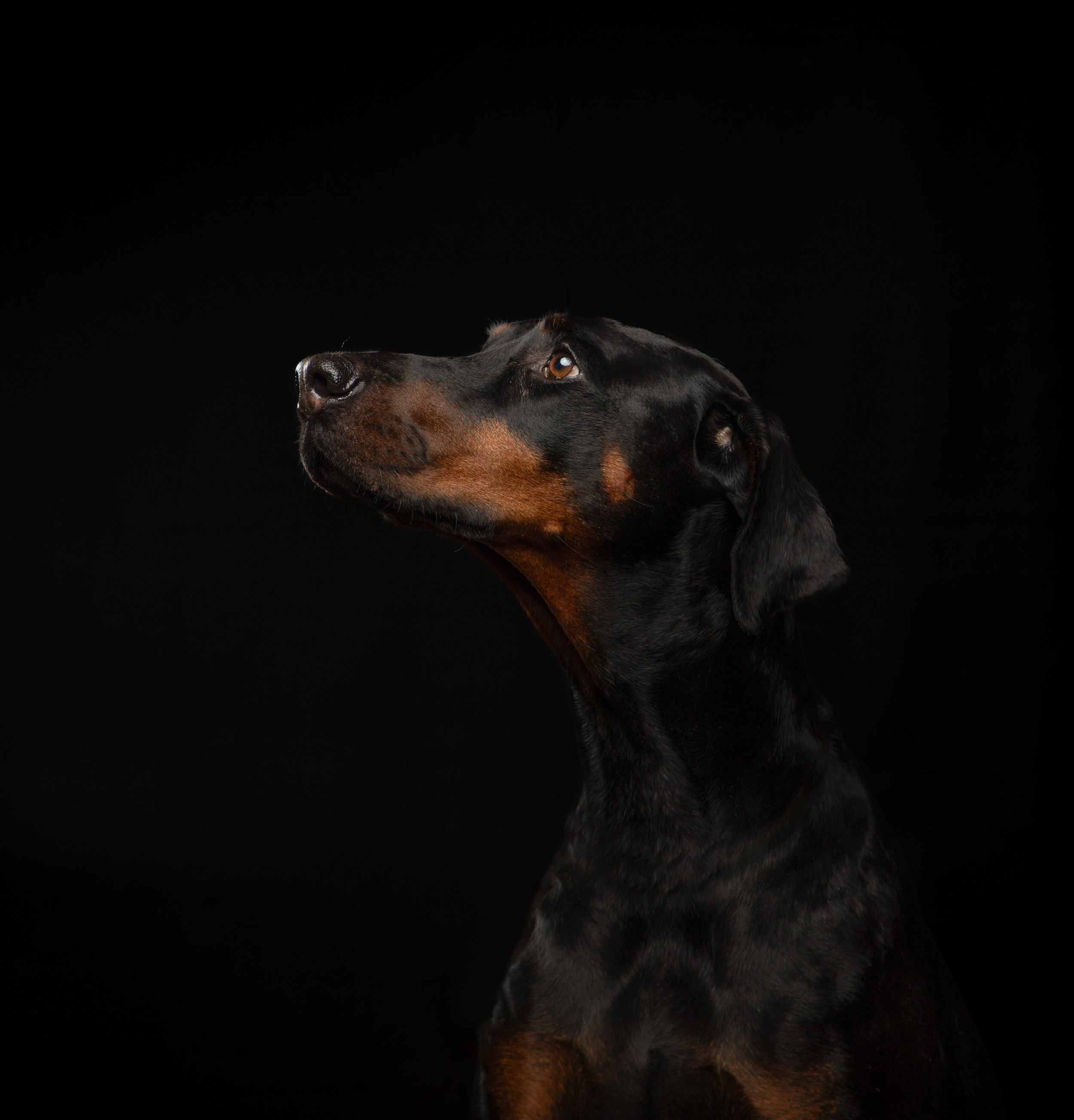 Een close-up portret van een Pointer-hond tegen een zwarte achtergrond, met de kop omhoog en de blik naar rechts