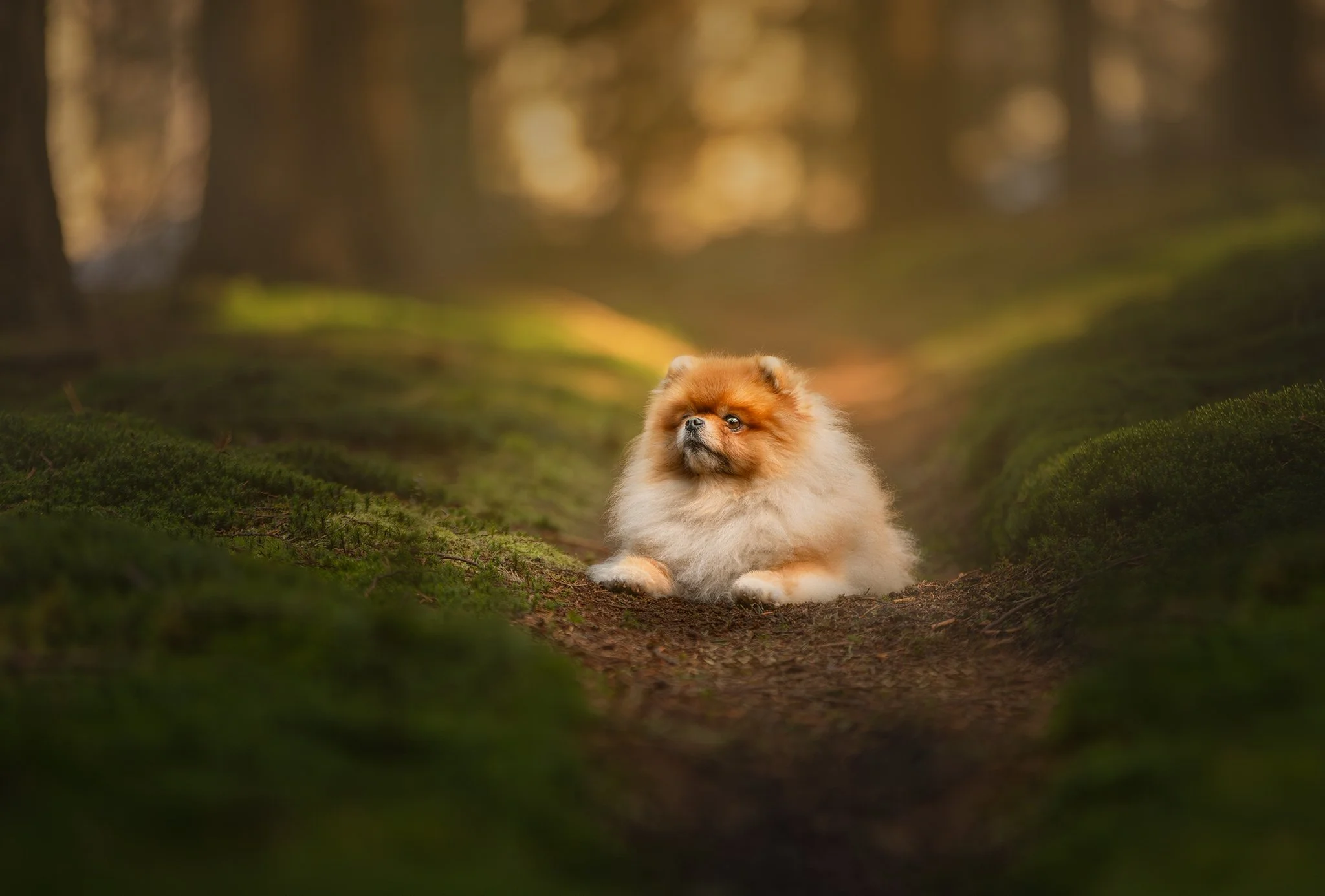 Een pomeriaan ligt in de bossen van Tilburg tussen het mos met een zachte goudgele achtergrond.