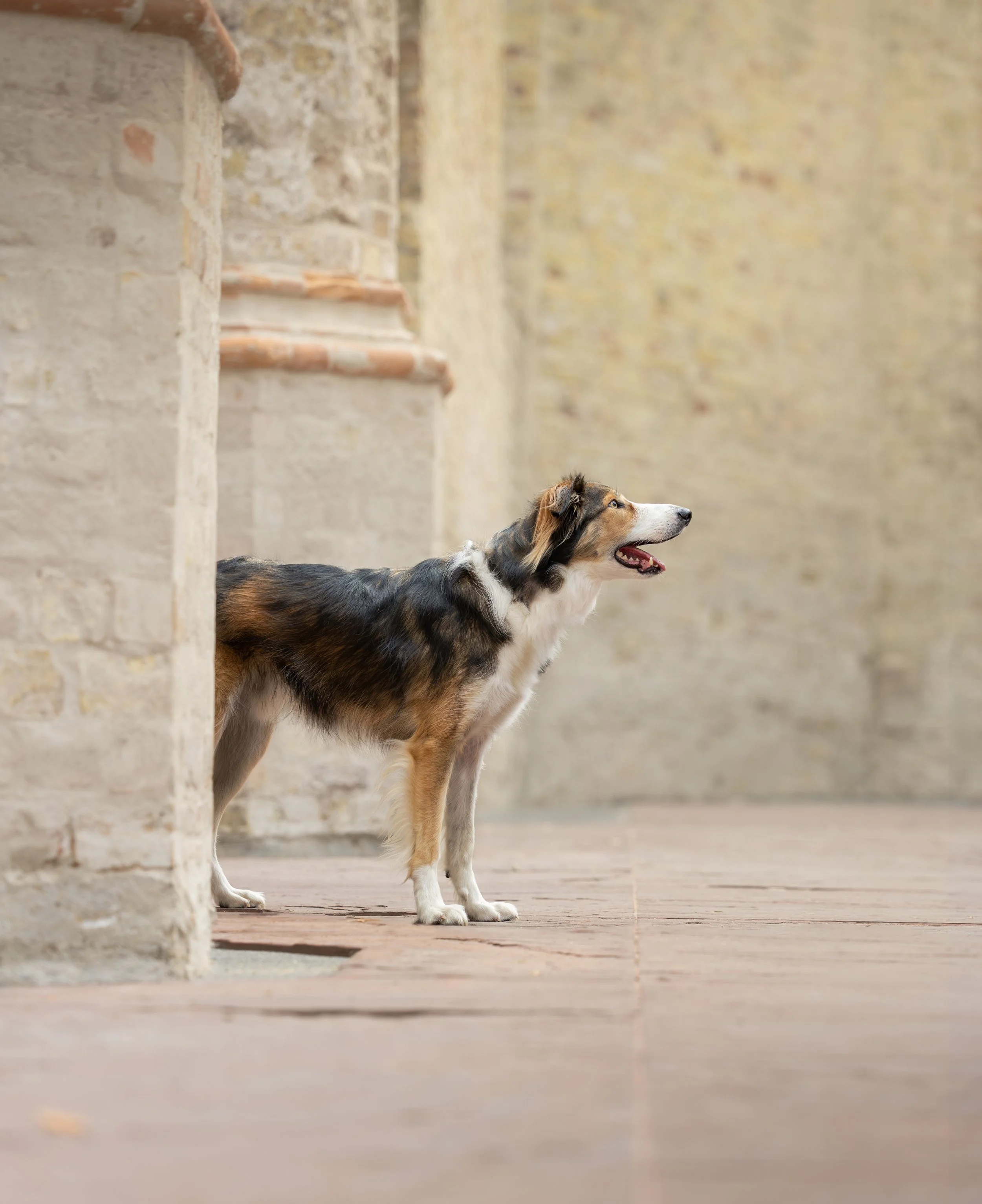 Een bruin witte bordercollie poseert in een oude verlaten kerk
