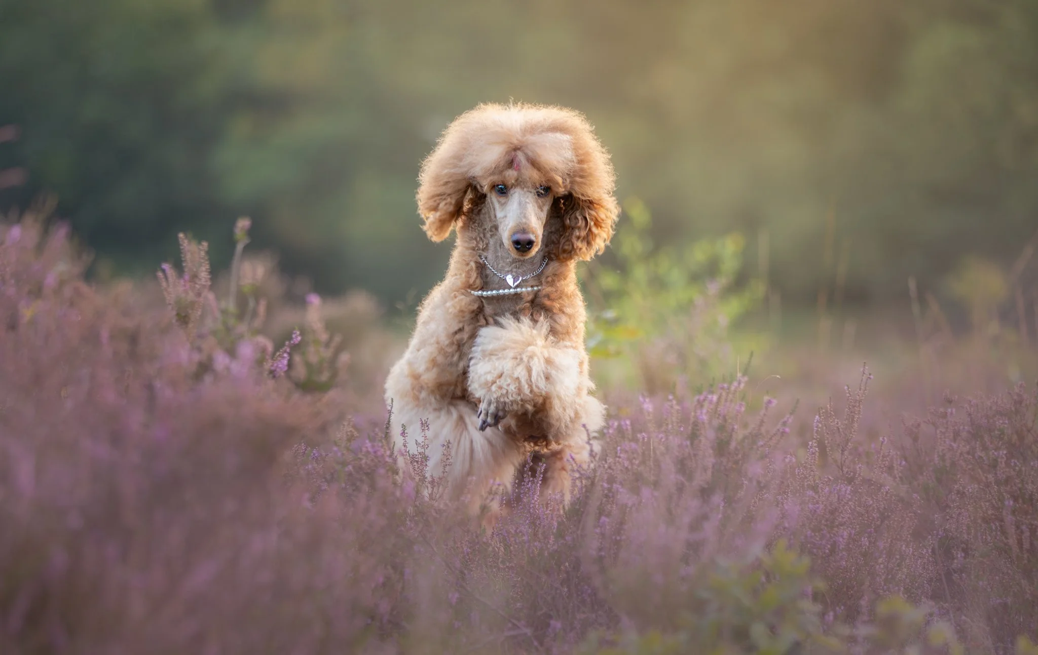Een abrikozen koninspoedel springt door de paarse heide richting de camera van Hondenfotograaf Friesland terwijl ze recht in de camera kijkt.