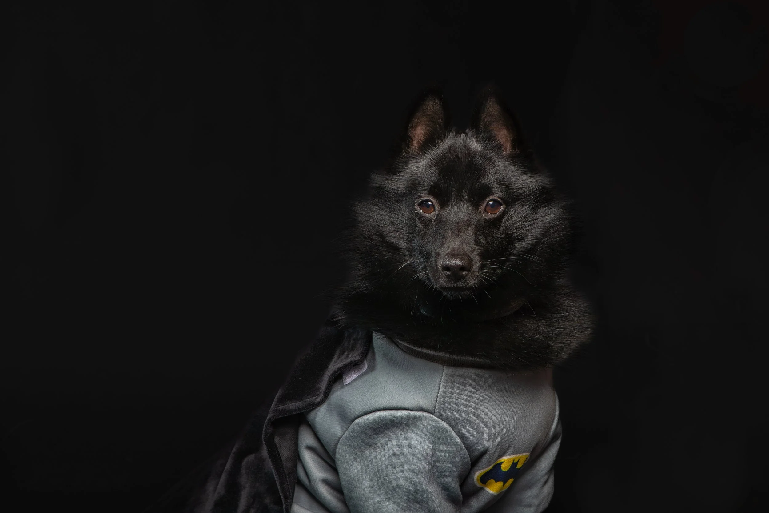 Een zwart hond met de kleding van Batman, tegen een zwarte achtergrond.