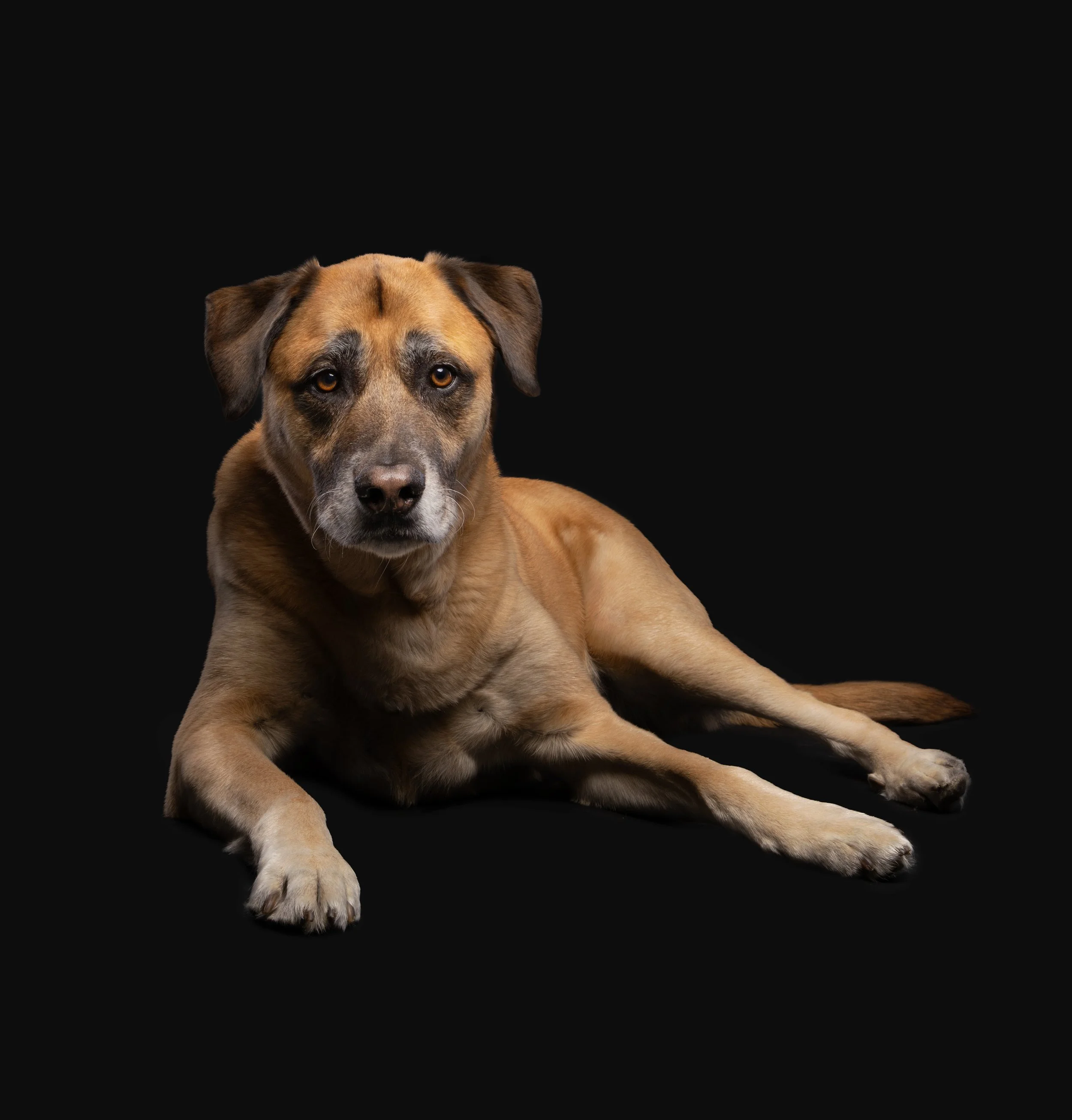 Een bruine en zwarte hond ligt op een zwarte achtergrond, kijkt recht in de camera.