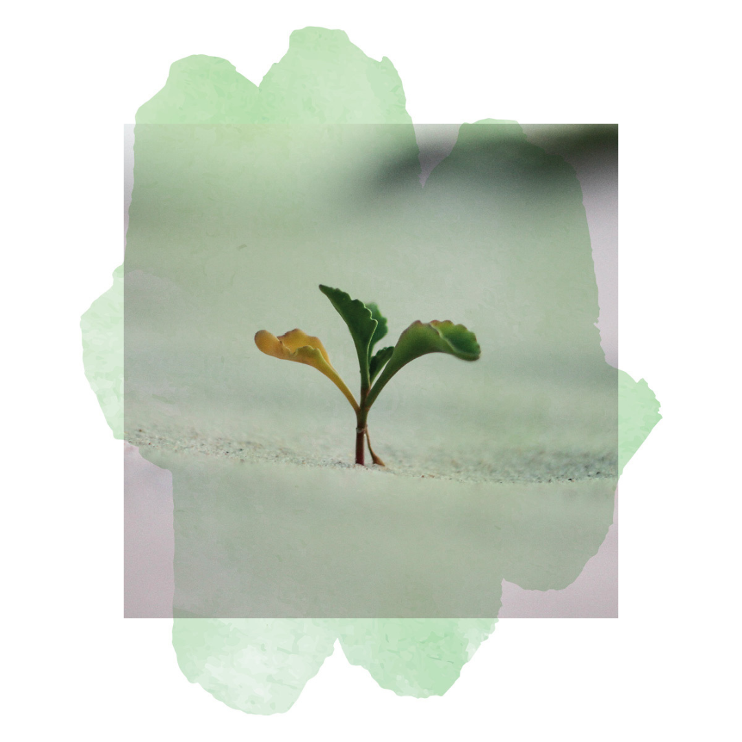 Emergence – The Subtle Art of Letting Go in Coaching and Leadership