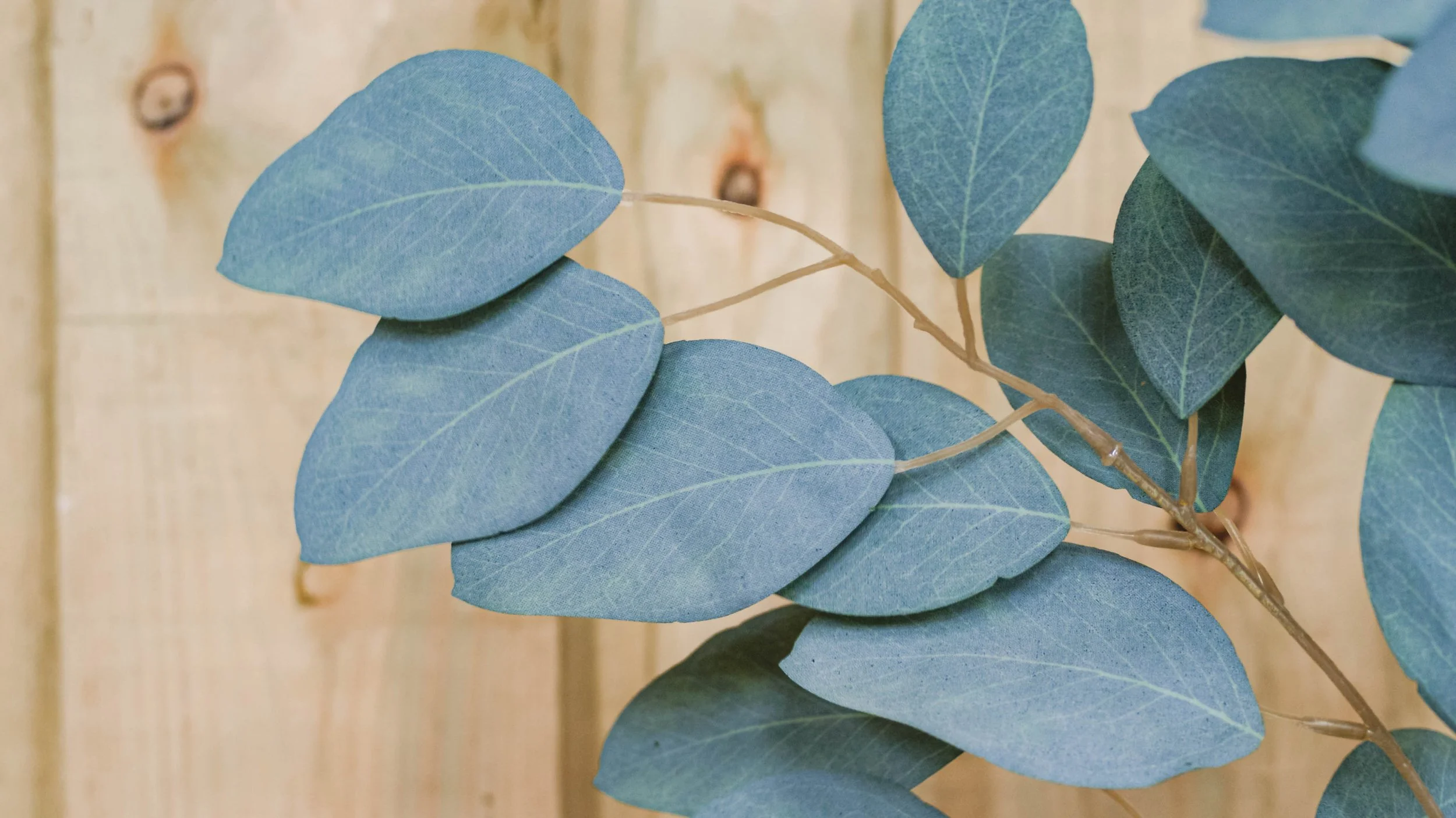 Close up of Abigail Ahern Eucalyptus Populus Stem Spray.jpg