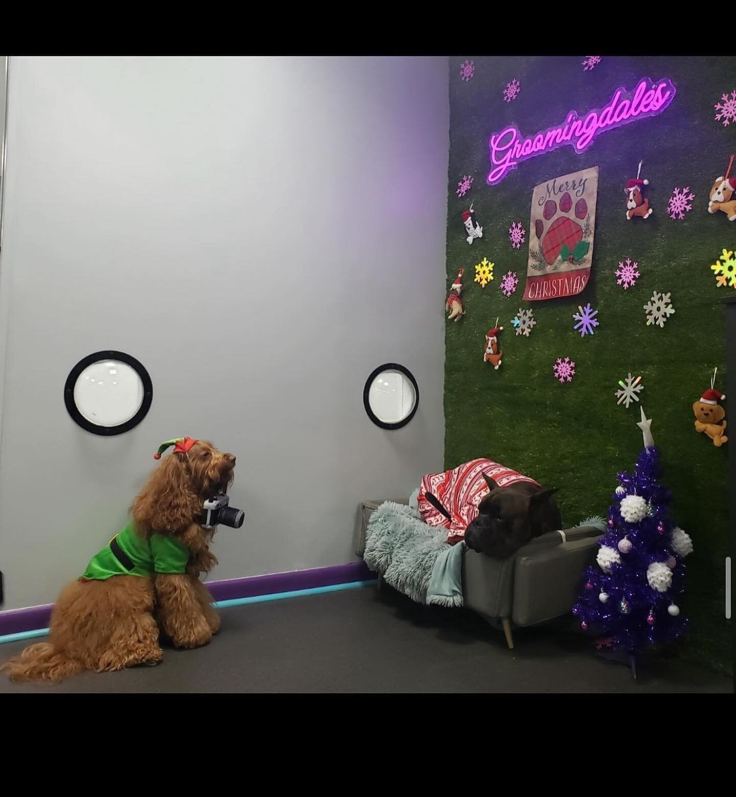 Don&rsquo;t forget to stop by our holiday photo wall for a sweet snapshot of your freshly groomed pup!