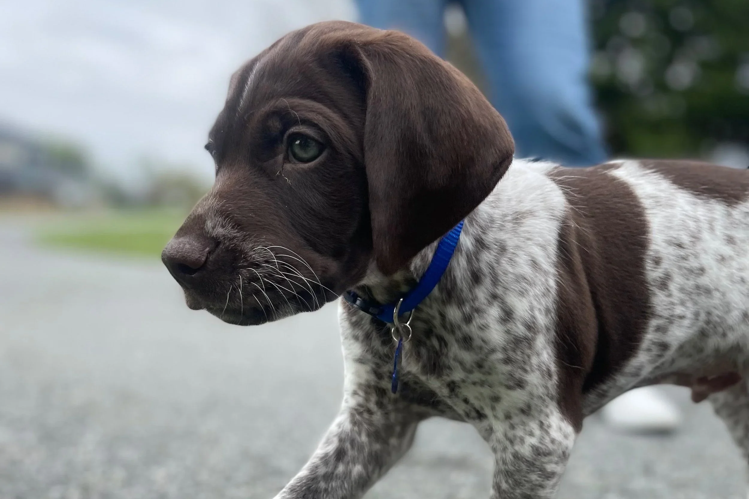 A young brown and white speckled puppy with a blue collar standing on a gravel road.