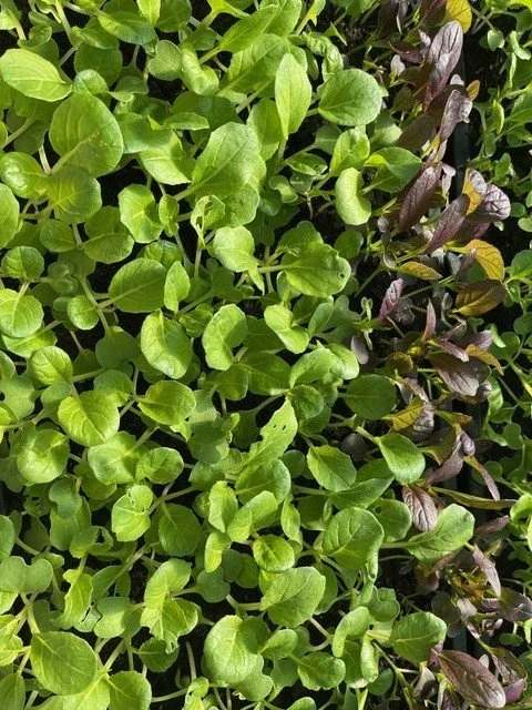 Roquette et Pak Choy.jpg