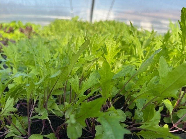 Mizuna moutarde douce.jpg