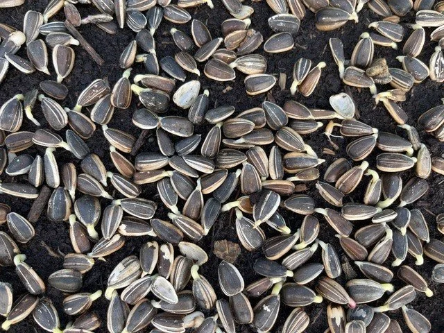 Graines de Maïs.jpg