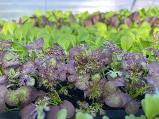 Moutarde piquante.jpg