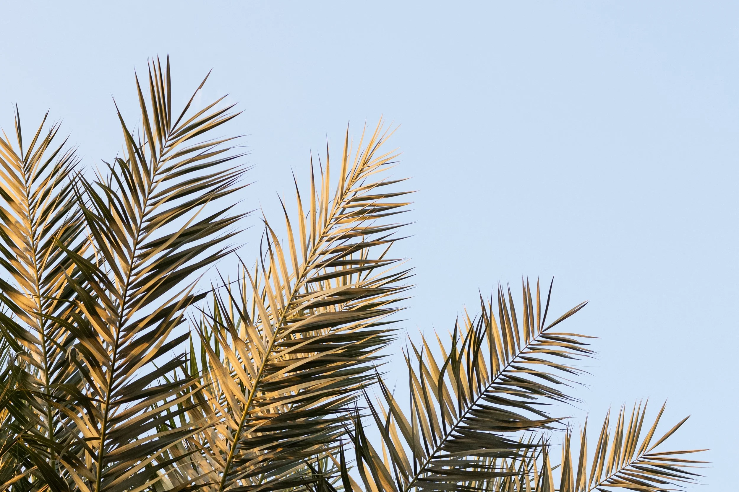 Close-up of palm tree fronds against a clear blue sky.