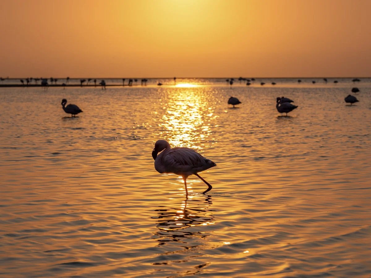 A group of flamingos wading in shallow water during a sunset.