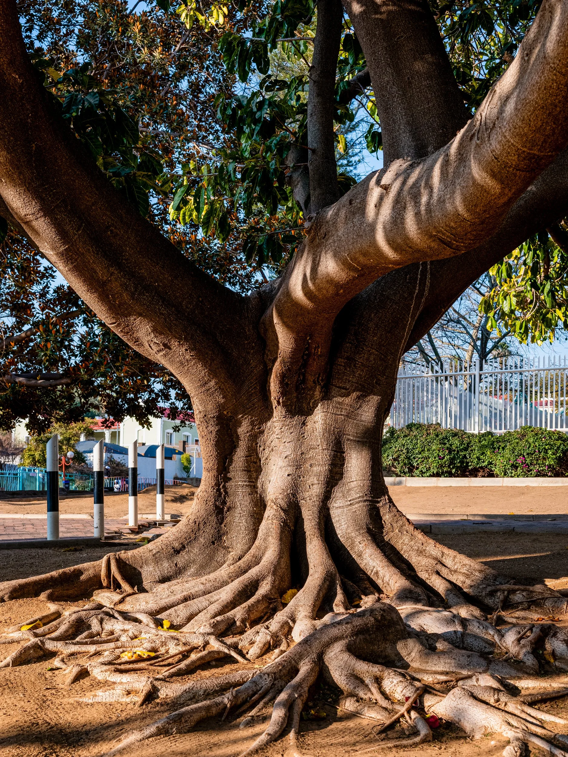 Large tree with thick roots and green leaves in a park, with metal fence and buildings in the background.