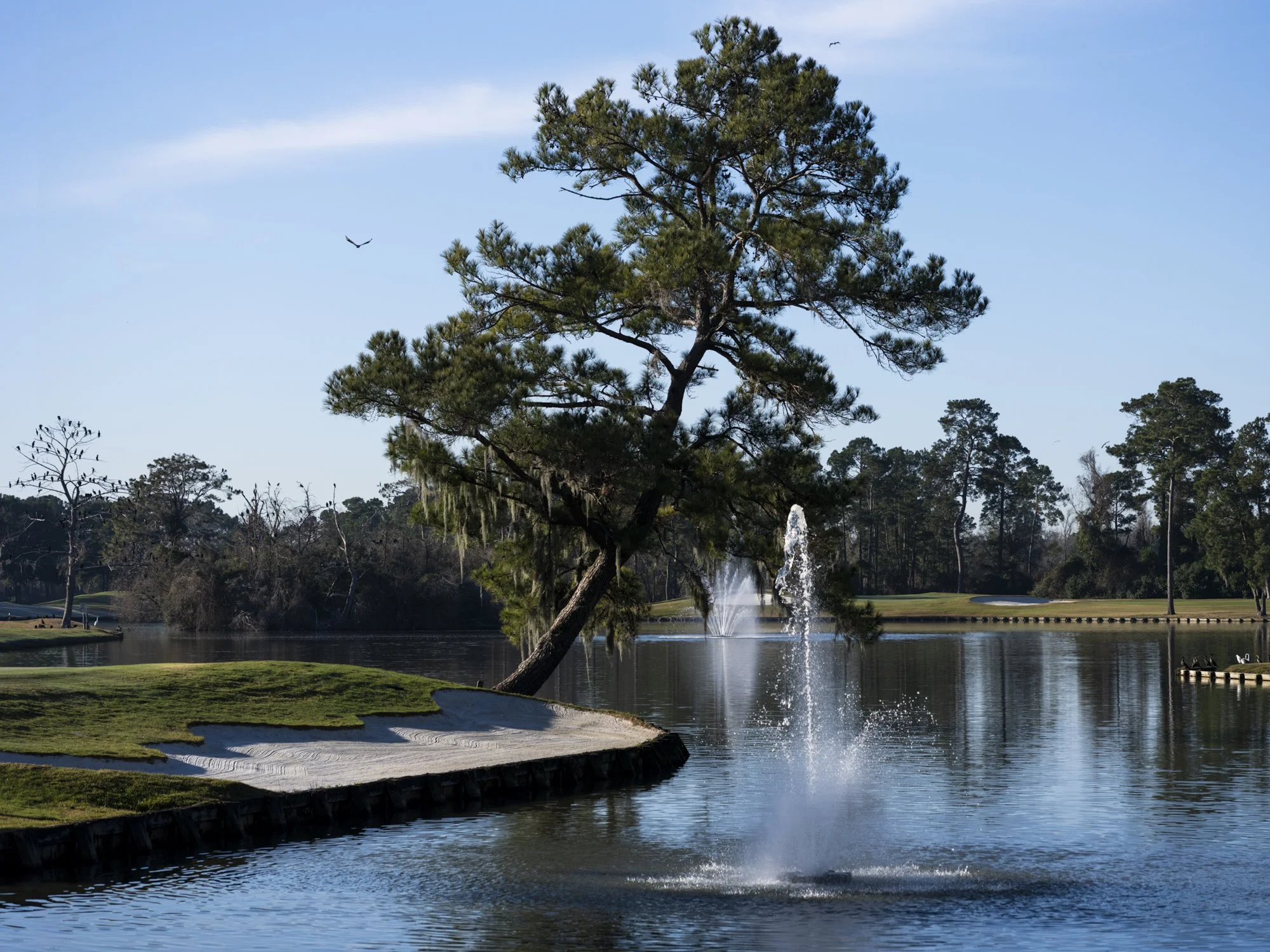 A serene landscape featuring a large pine tree leaning over a calm lake with a fountain, surrounded by trees and a clear blue sky.